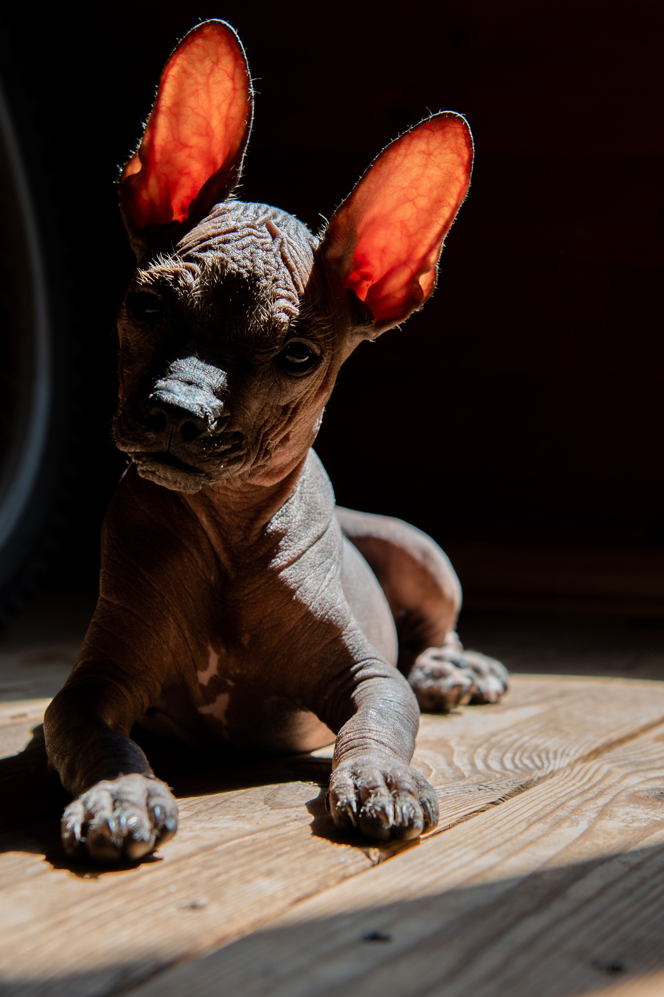 Мексиканец Герман