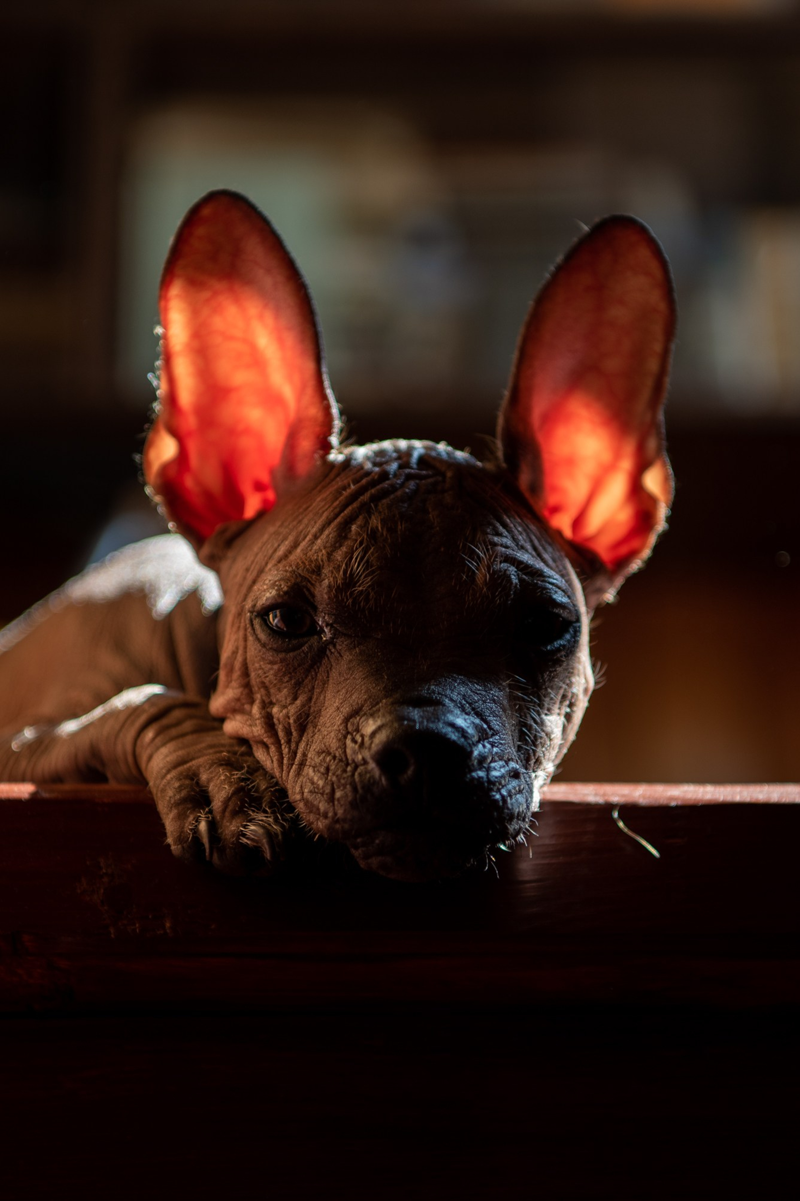 Мексиканец Герман