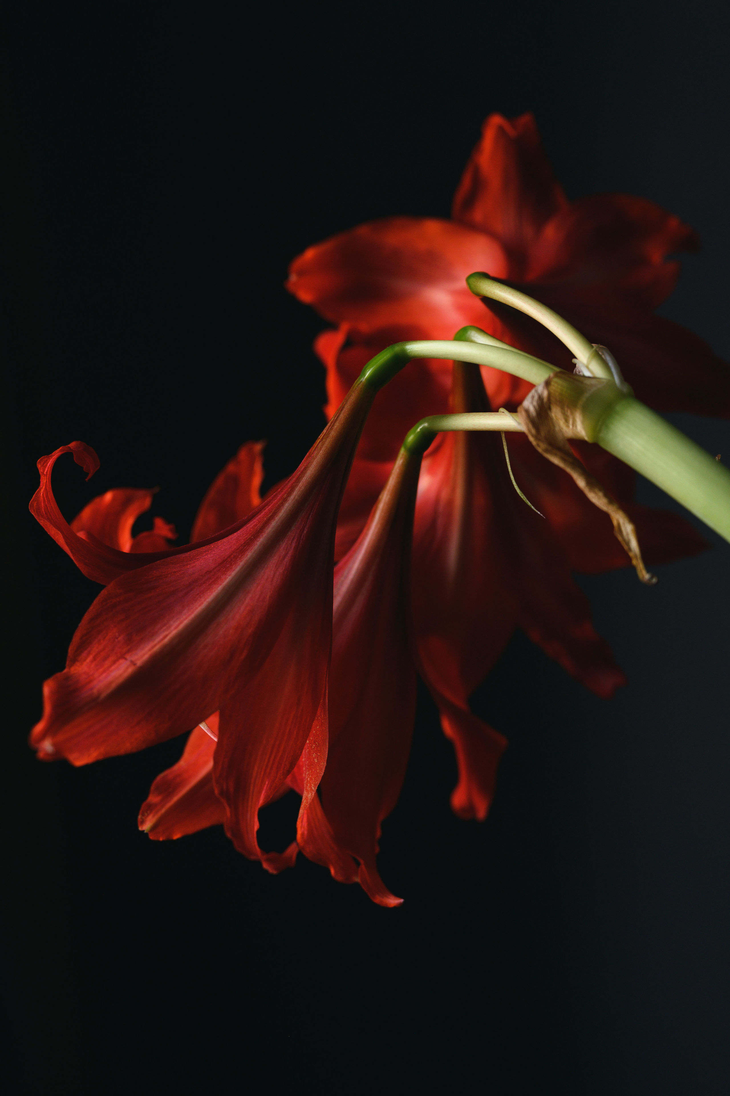 Топ 5 фото за апрель. Фотограф Елена Хазина, Рязань