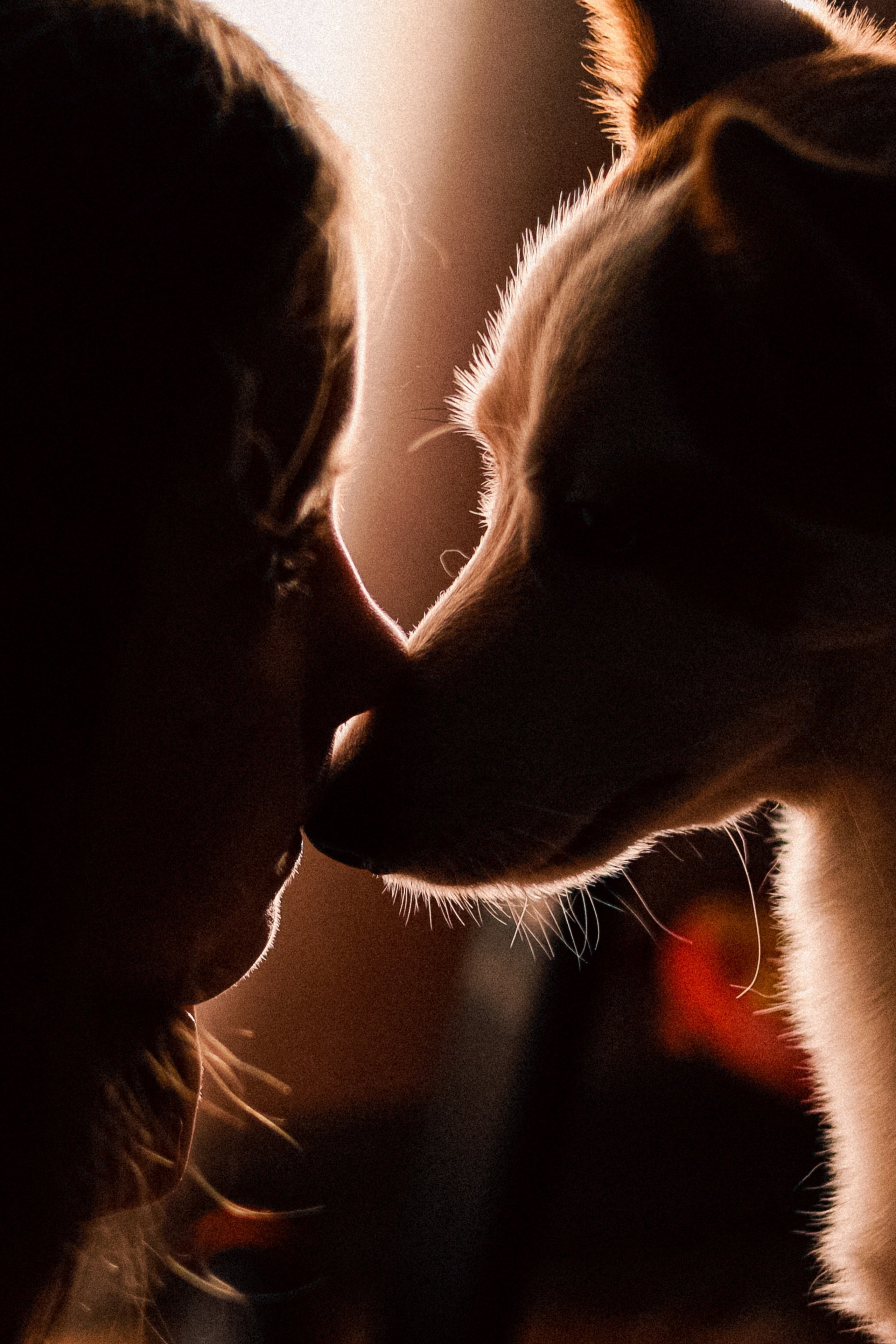 Съёмка домашних питомцев (Соня и Аркадий)