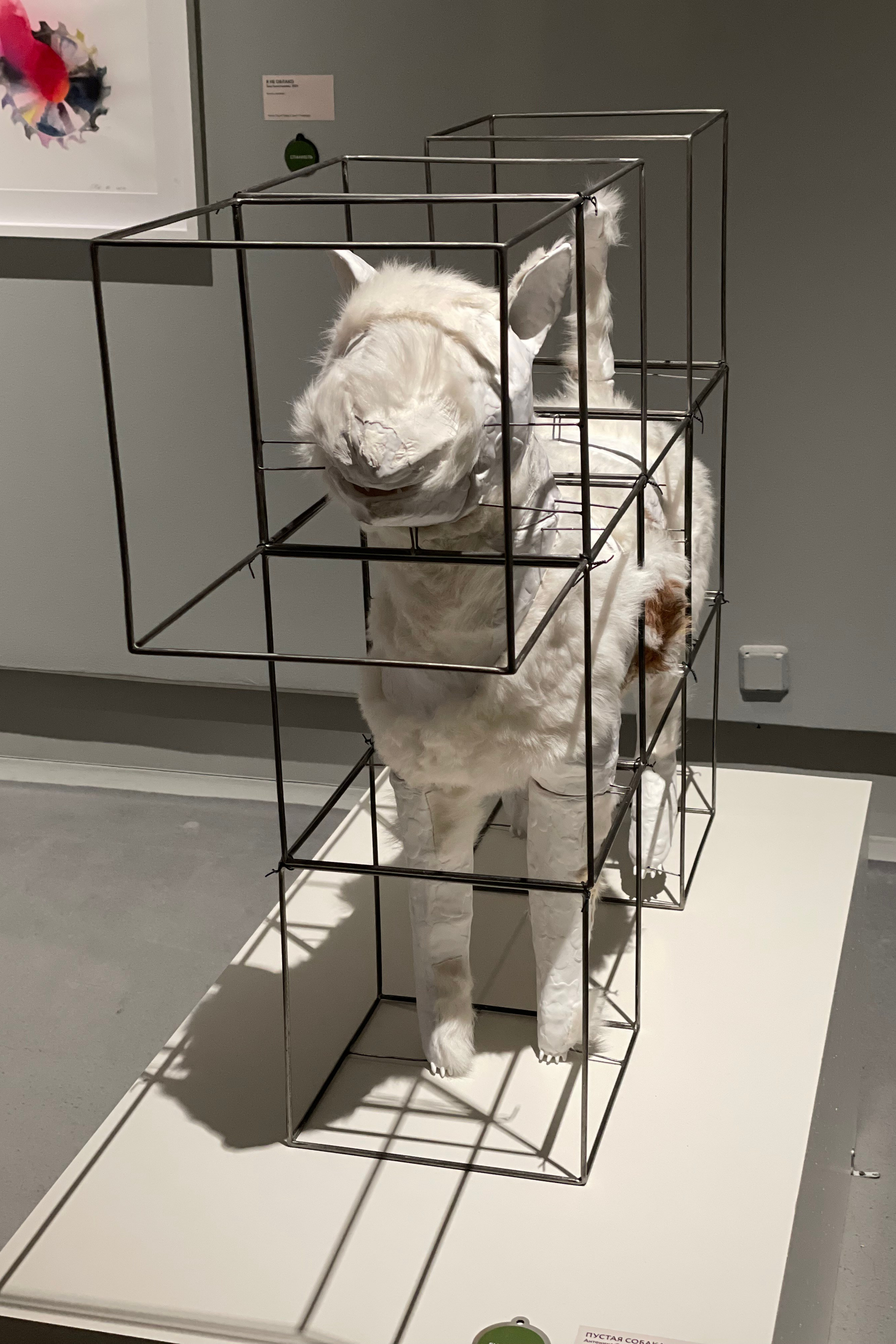 пустая собака / empty dog _2025