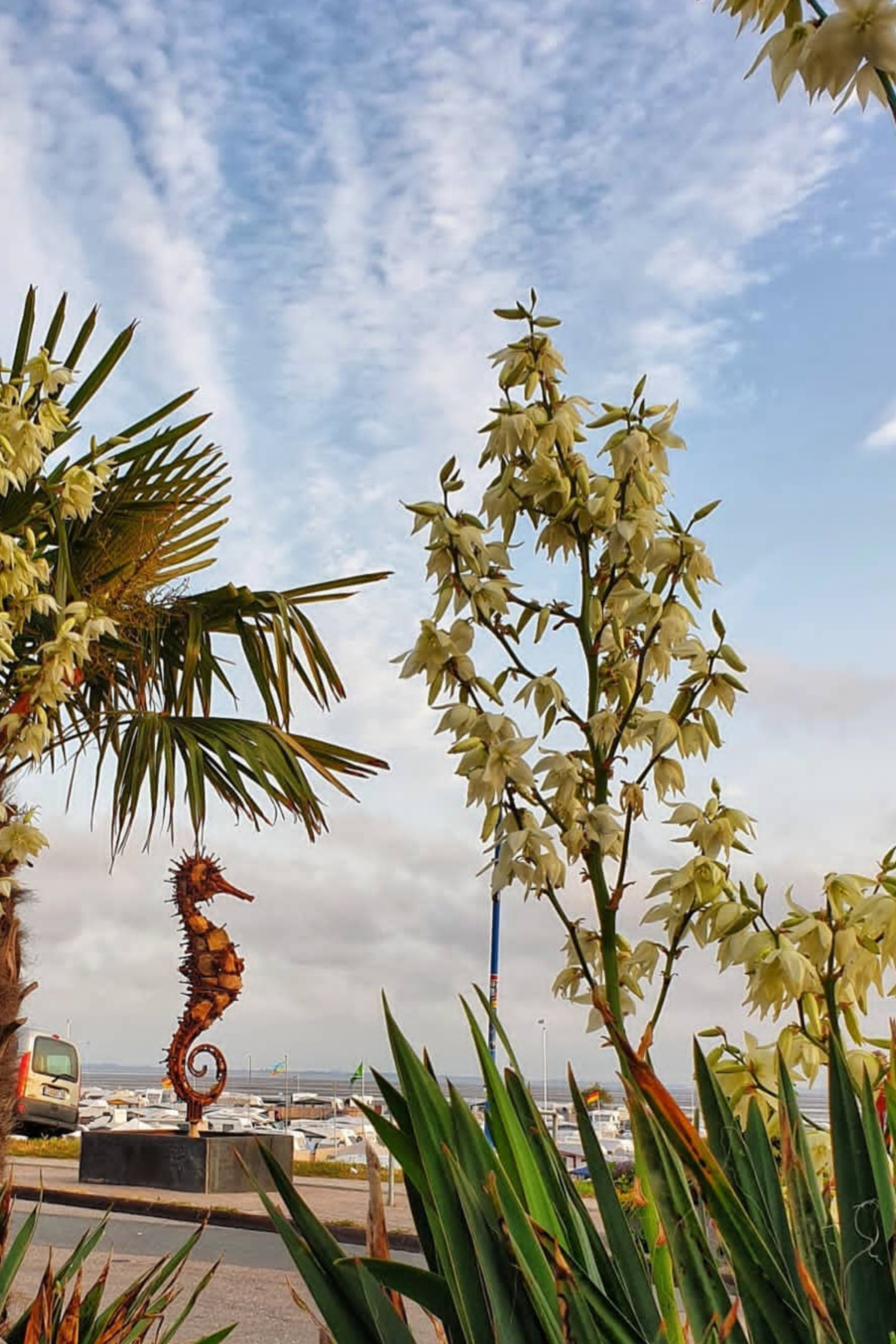 Морской конёк _ Германия _ Дангаст _ Северное море _ 2018