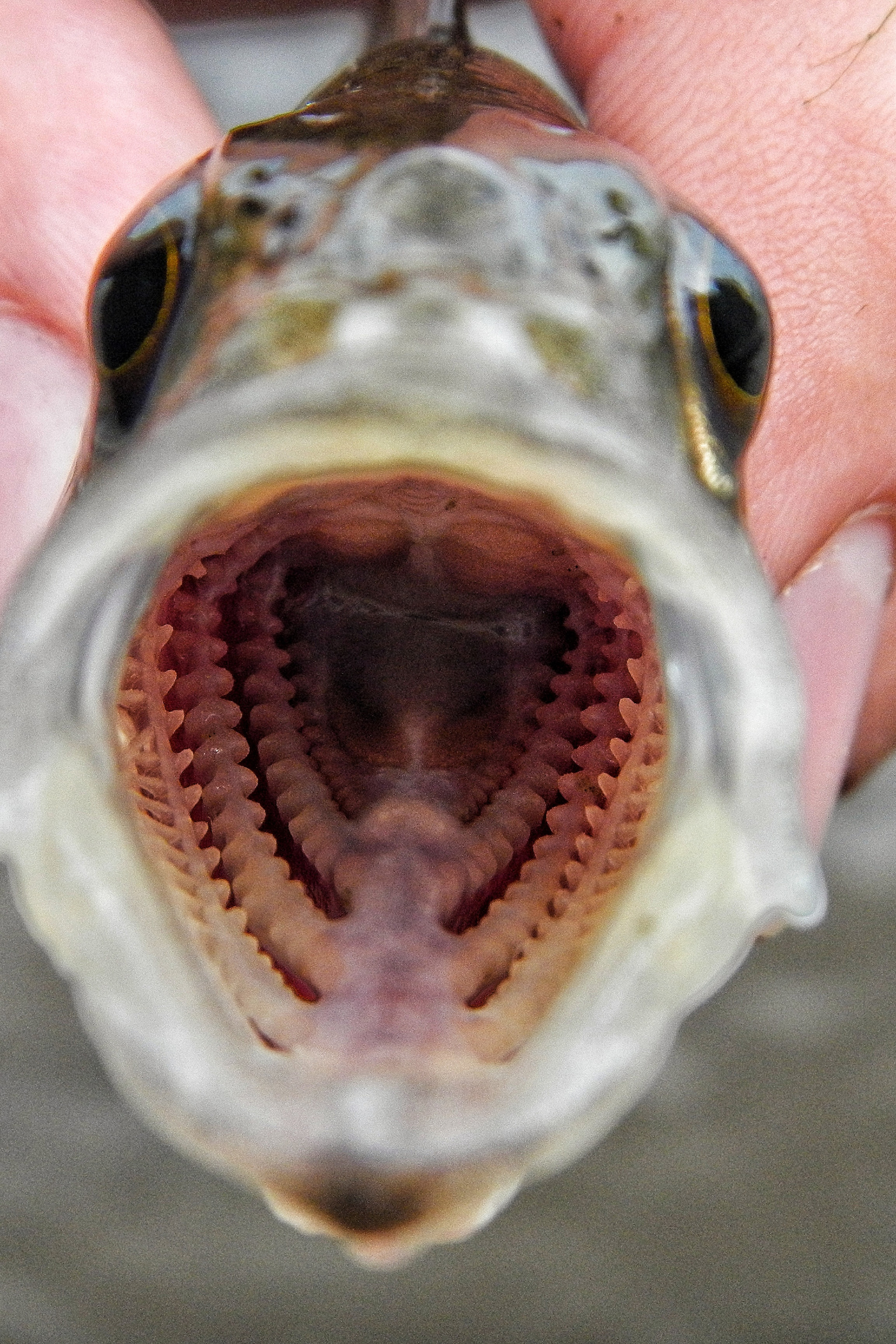 «Фотоохота»