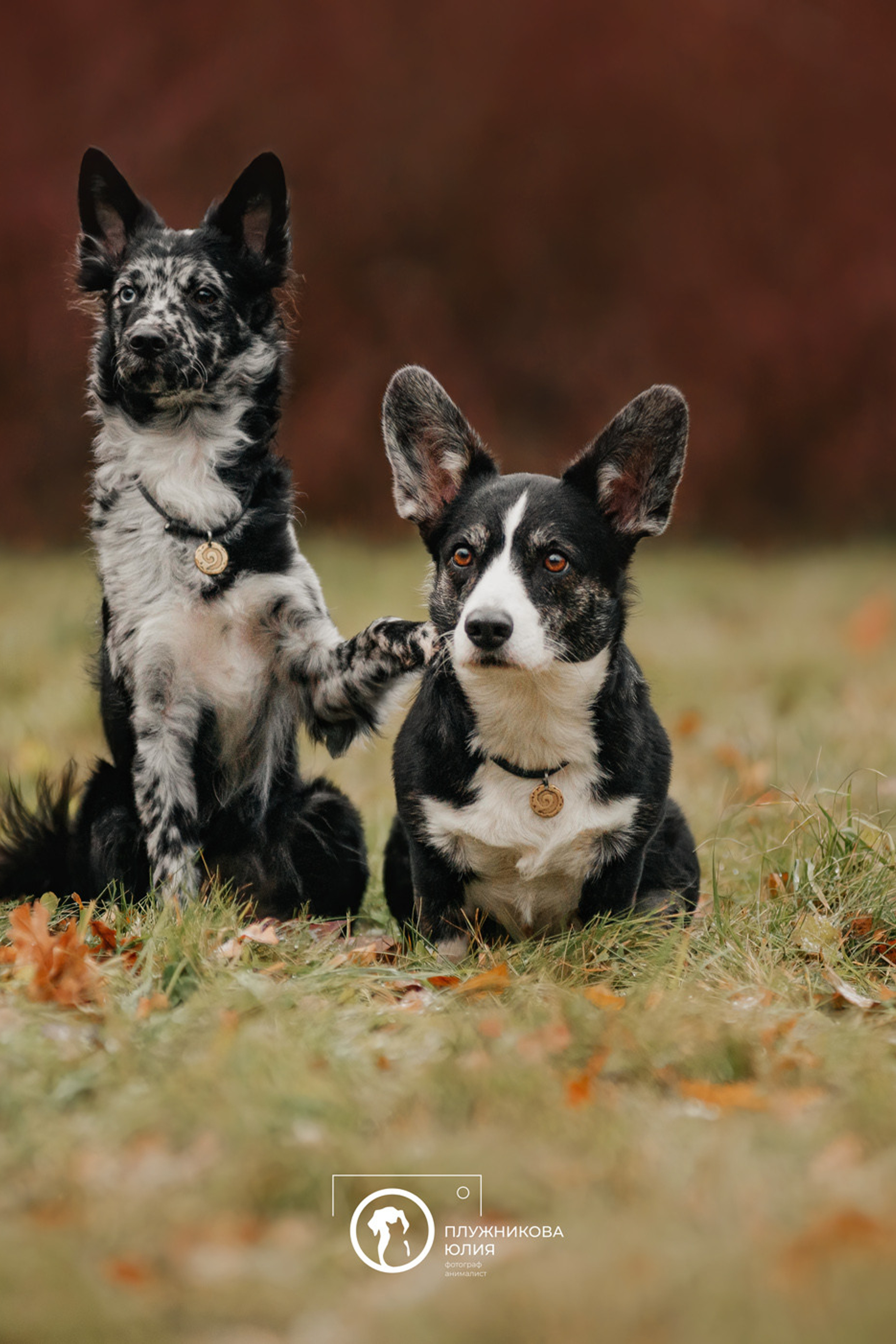 Портфолио. Фотограф — анималист Саратов/Москва|Плужникова Юлия