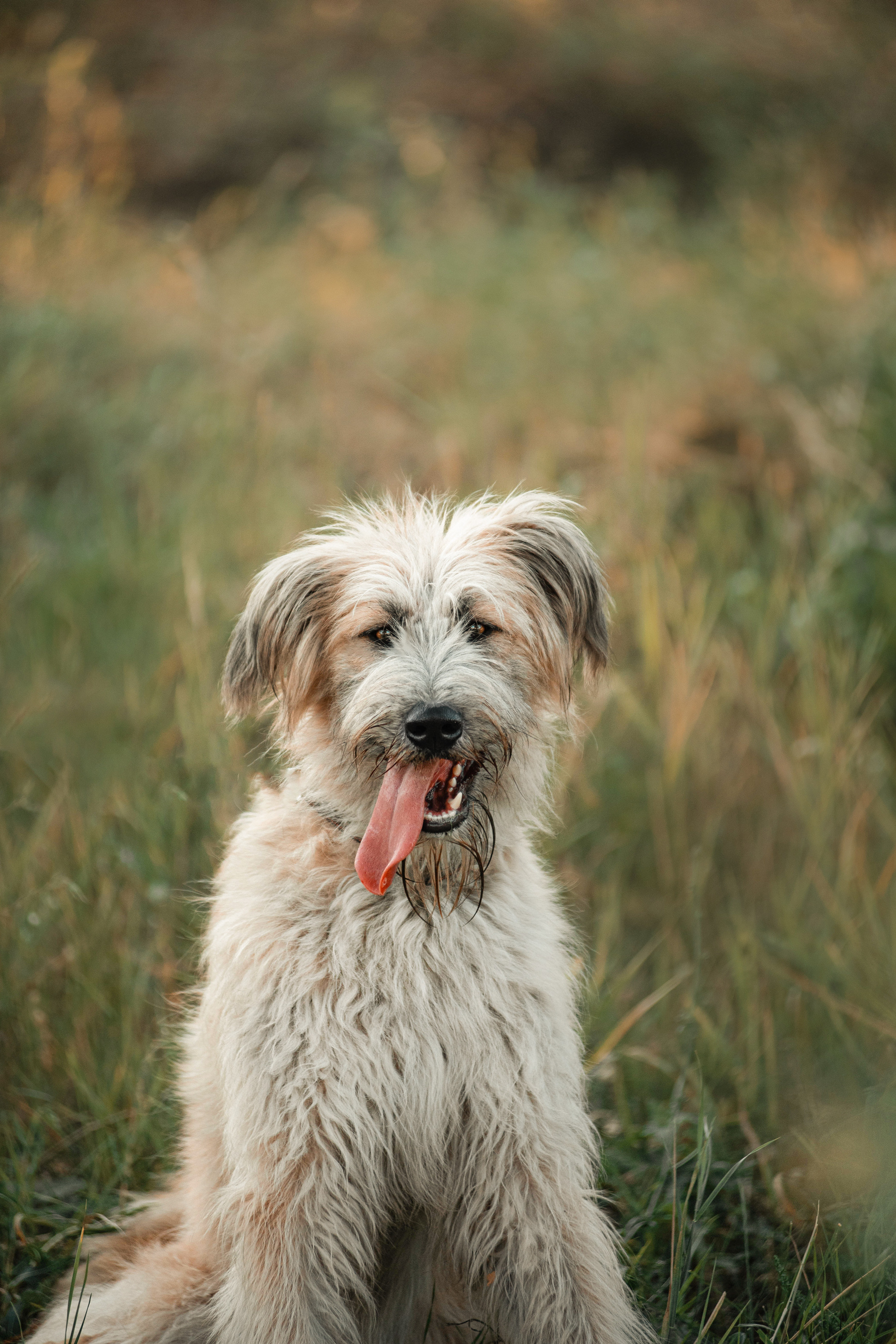 Портфолио. Фотограф — анималист Саратов/Москва|Плужникова Юлия