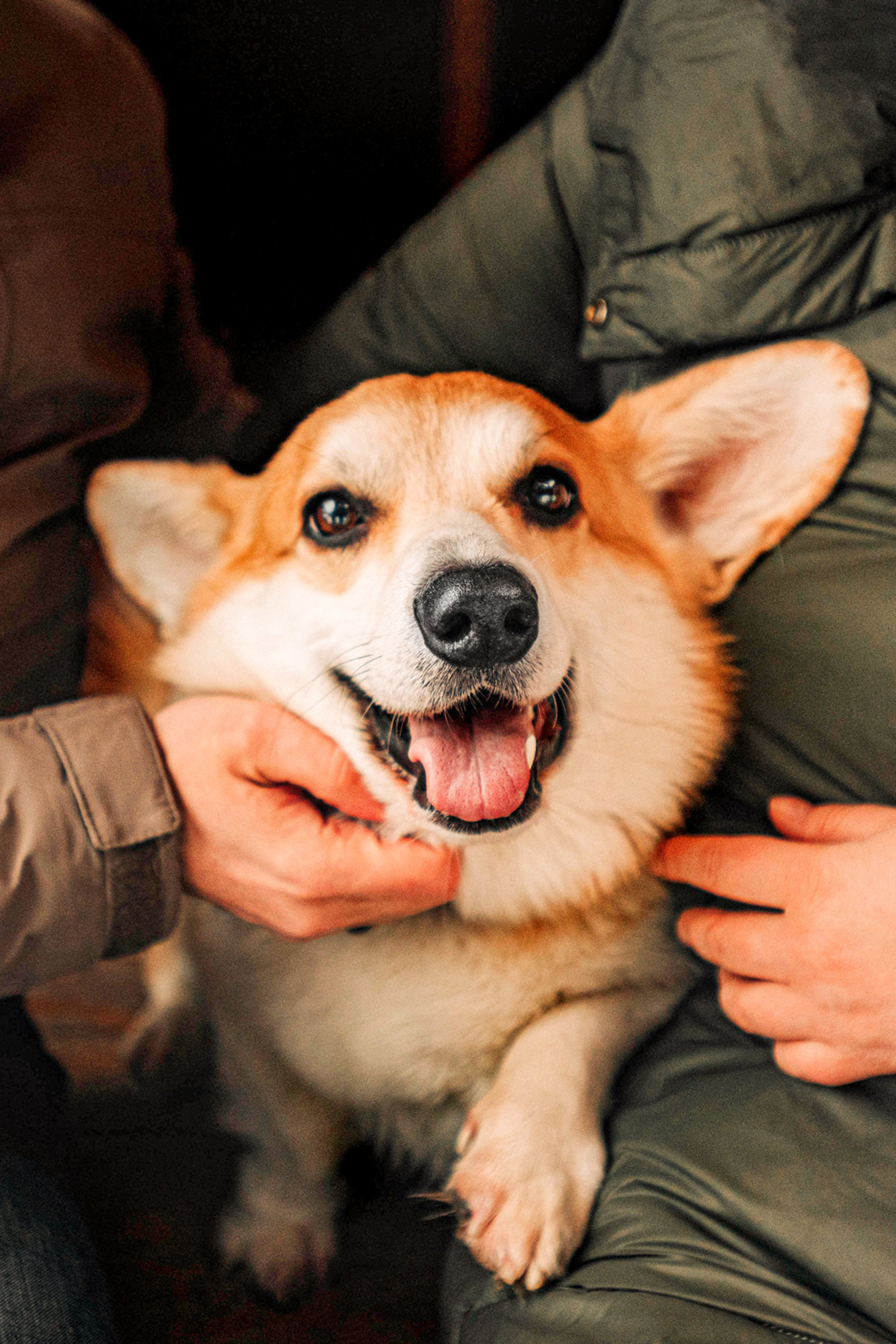 Портфолио. Фотограф — анималист Саратов/Москва|Плужникова Юлия