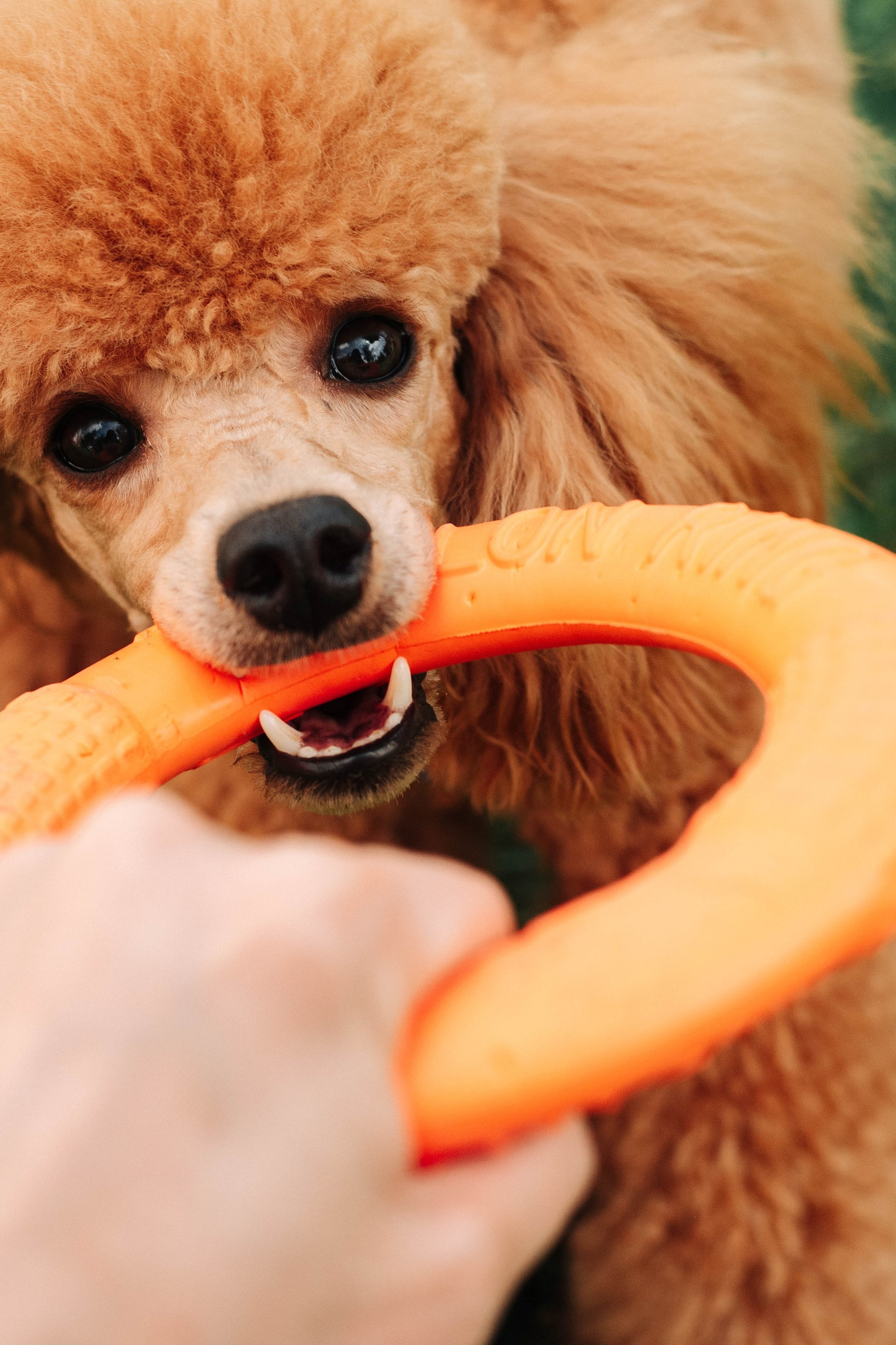 Портфолио. Фотограф — анималист Саратов/Москва|Плужникова Юлия
