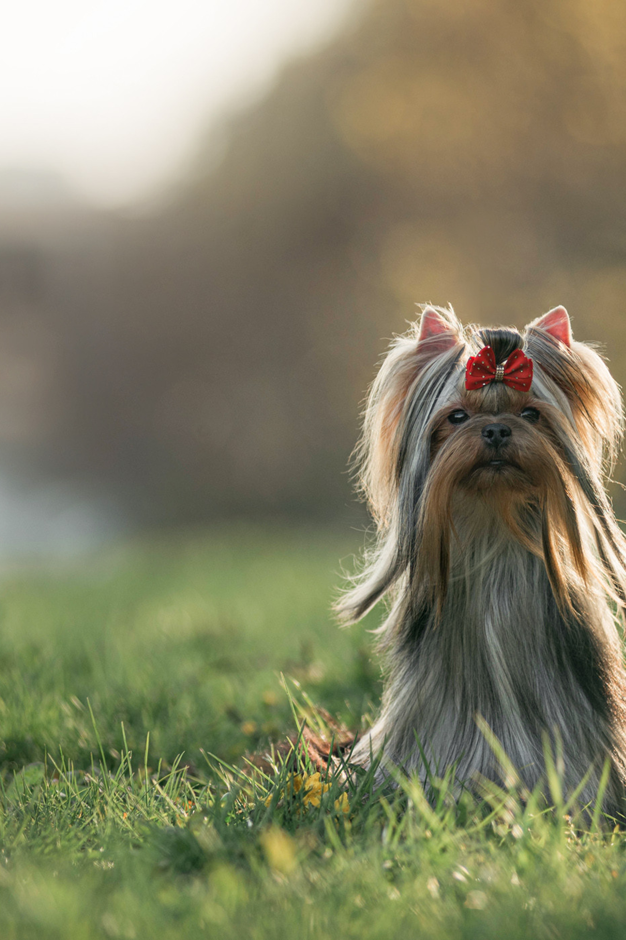 Портфолио. Фотограф — анималист Саратов/Москва|Плужникова Юлия