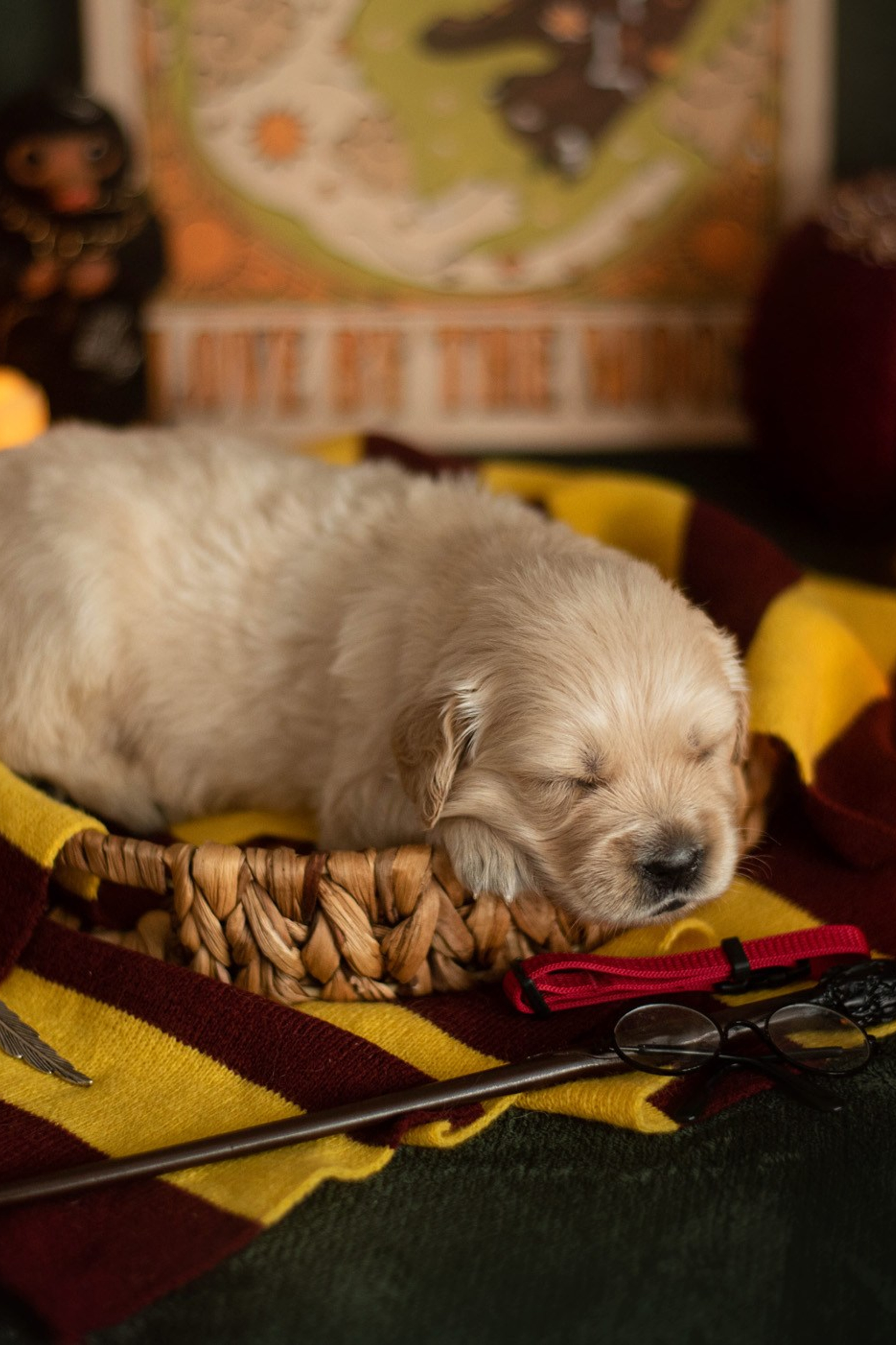 Портфолио. Фотограф — анималист Саратов/Москва|Плужникова Юлия