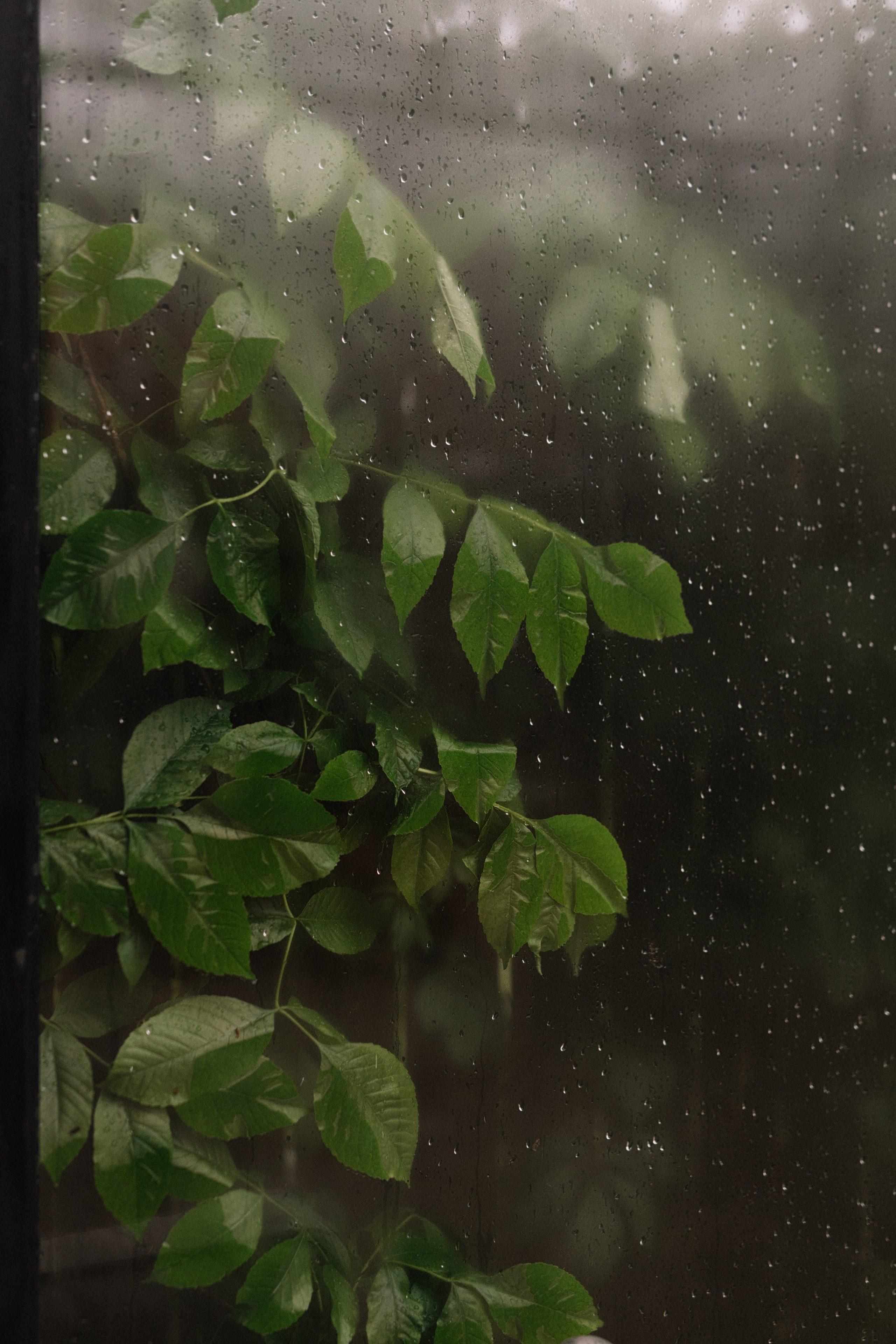 Максим и Алина. Свадебный фотограф в Краснодаре Булатова Наталия