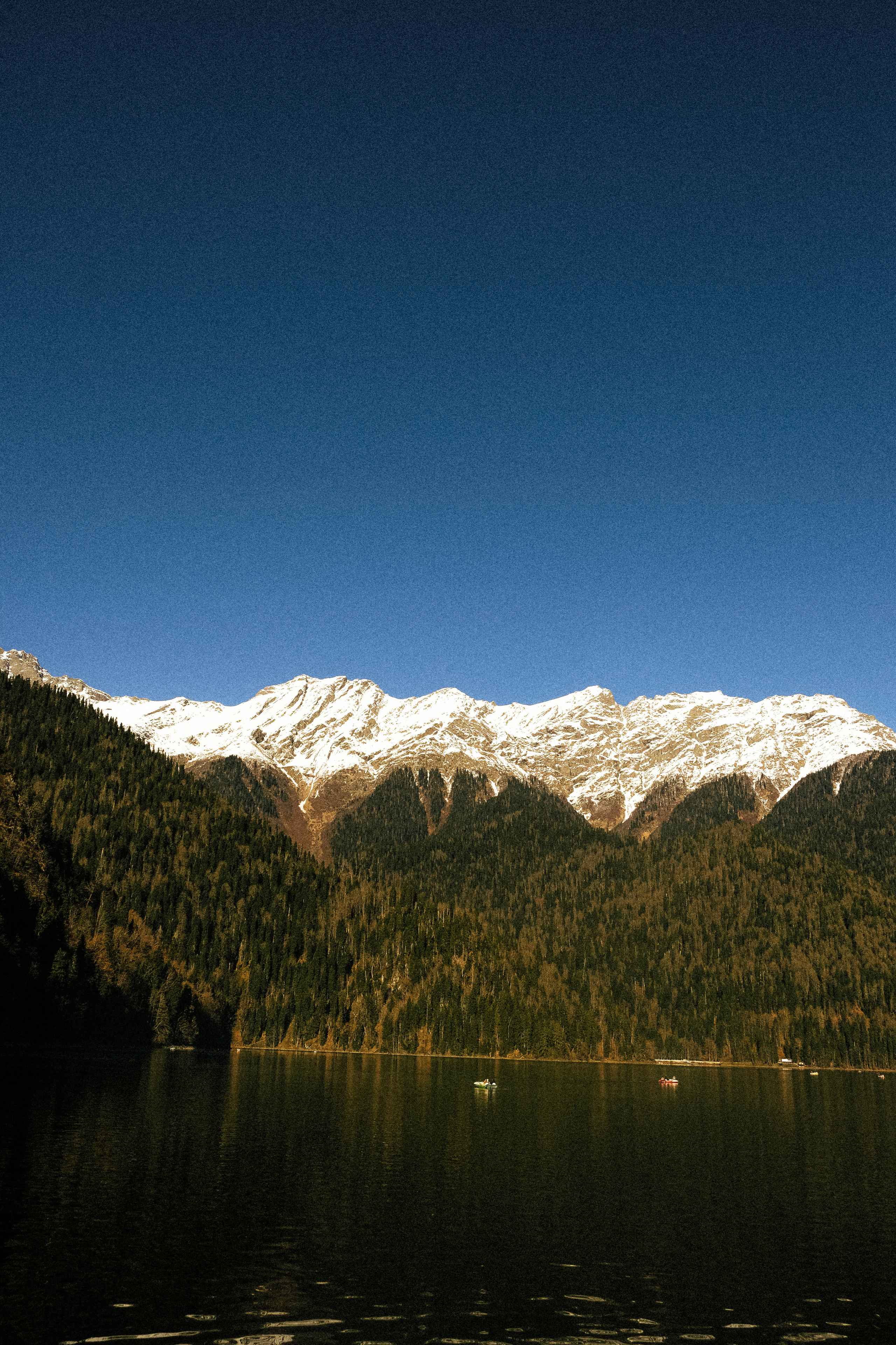 FOREST. ГЛАВНАЯ