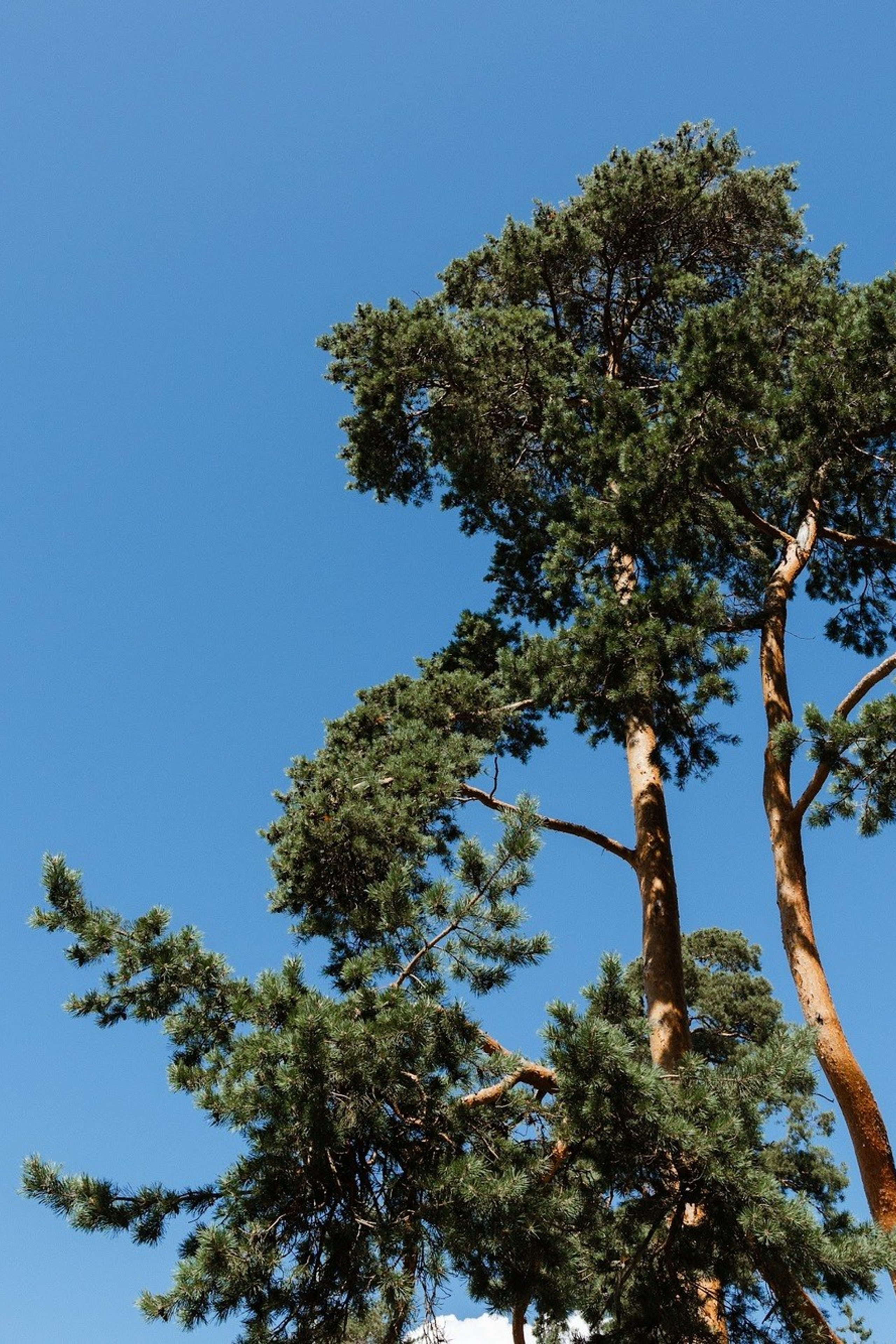 Антон и Анастасия