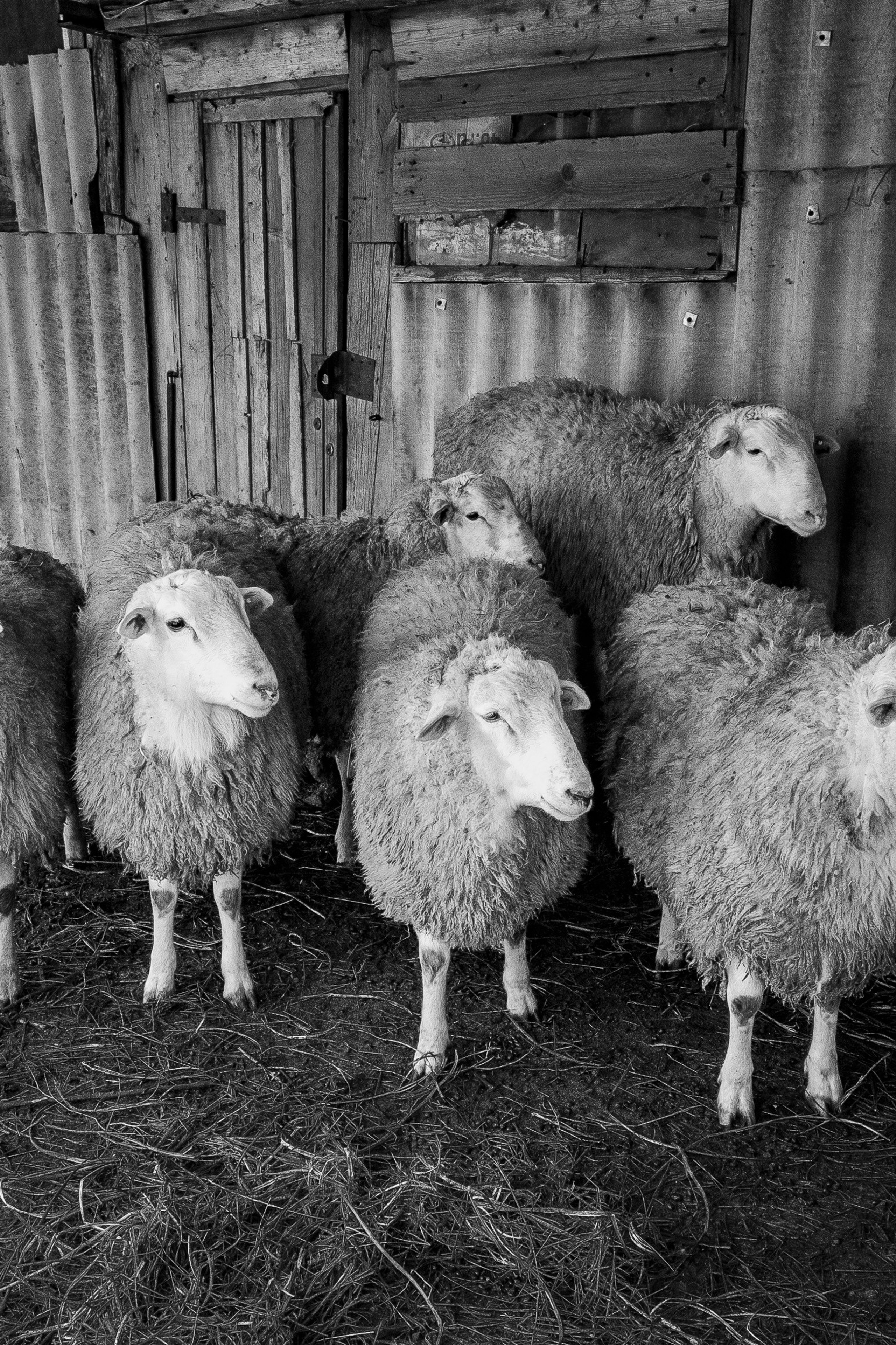 Деревня / Ферма