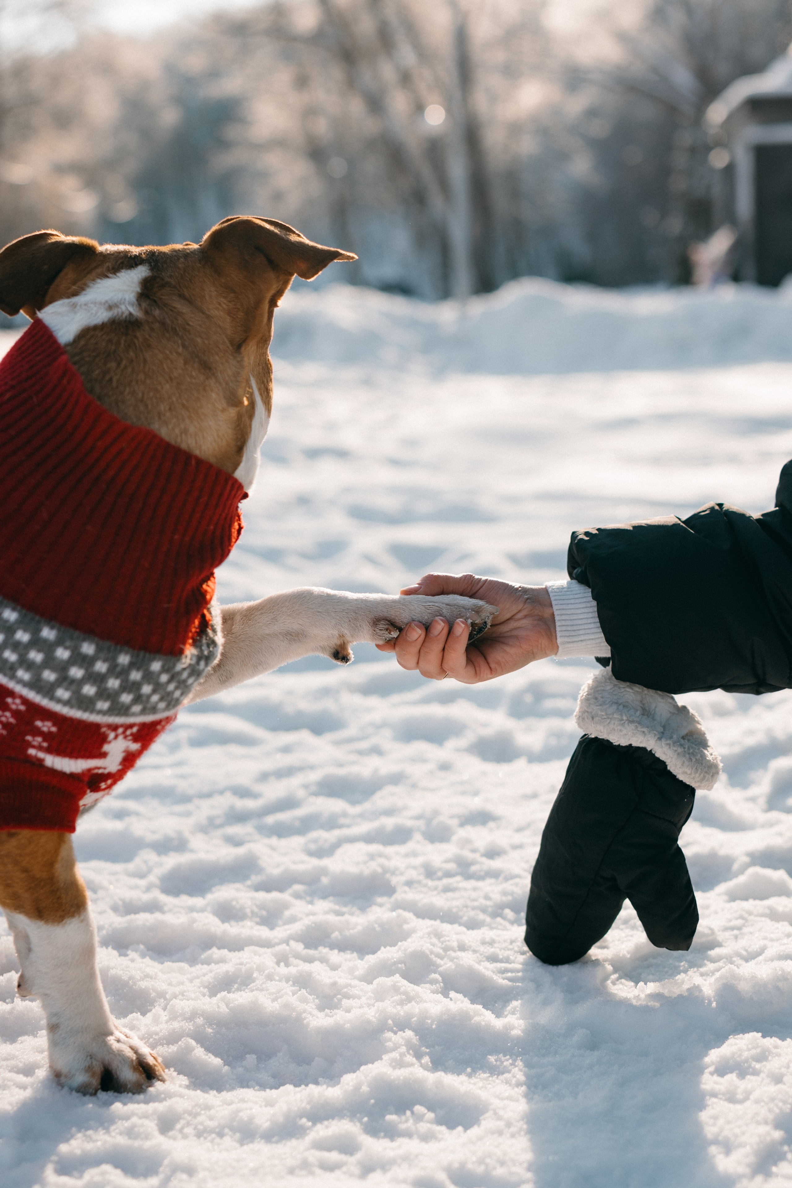 САМЫЙ ВЕРНЫЙ ДРУГ
