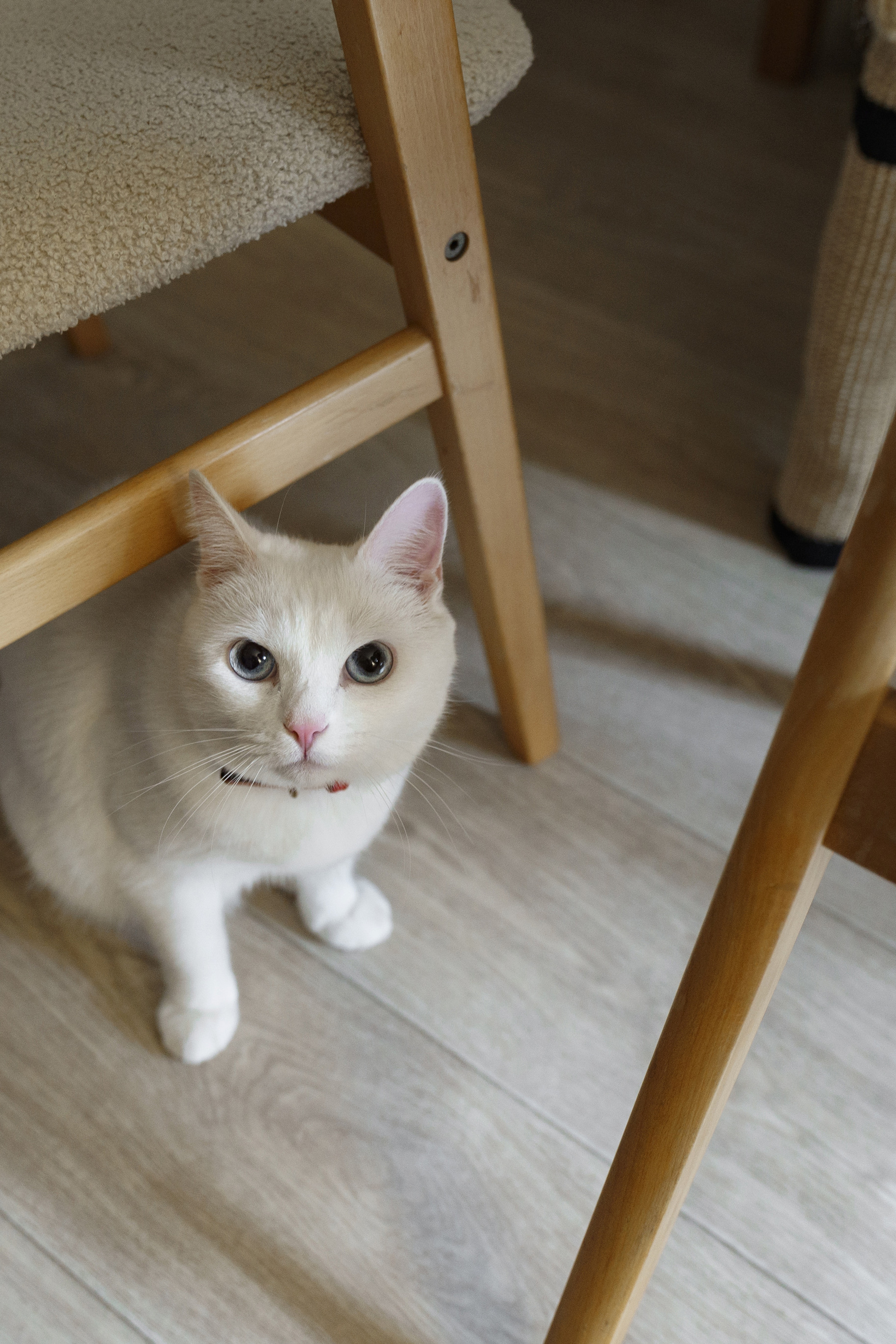 Анна, Владислав и Мирон. Свадебный и семейный фотограф в Санкт-Петербурге Лина Рогозина