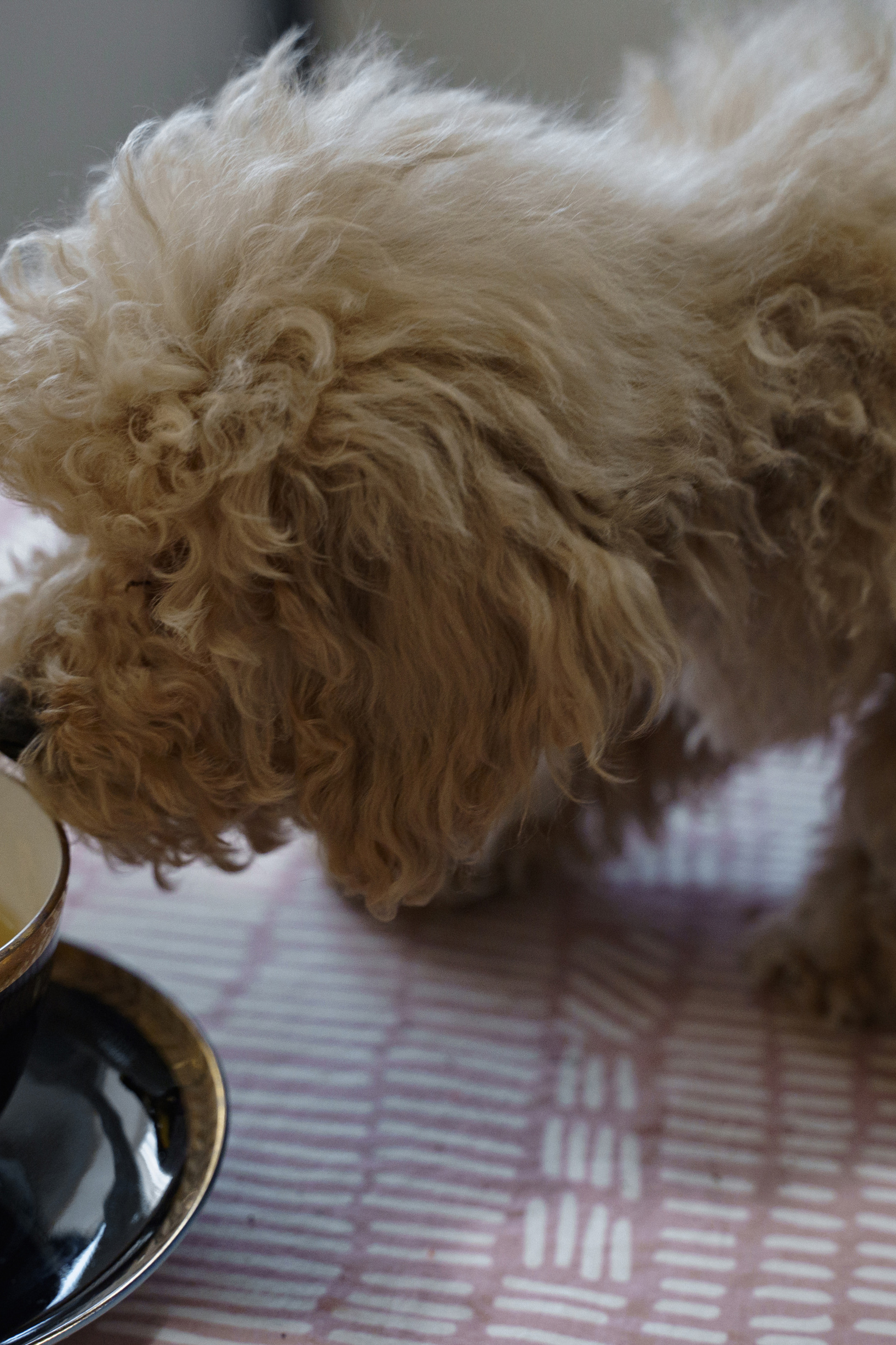 Кристина и Дима. Свадебный и семейный фотограф в Санкт-Петербурге Лина Рогозина
