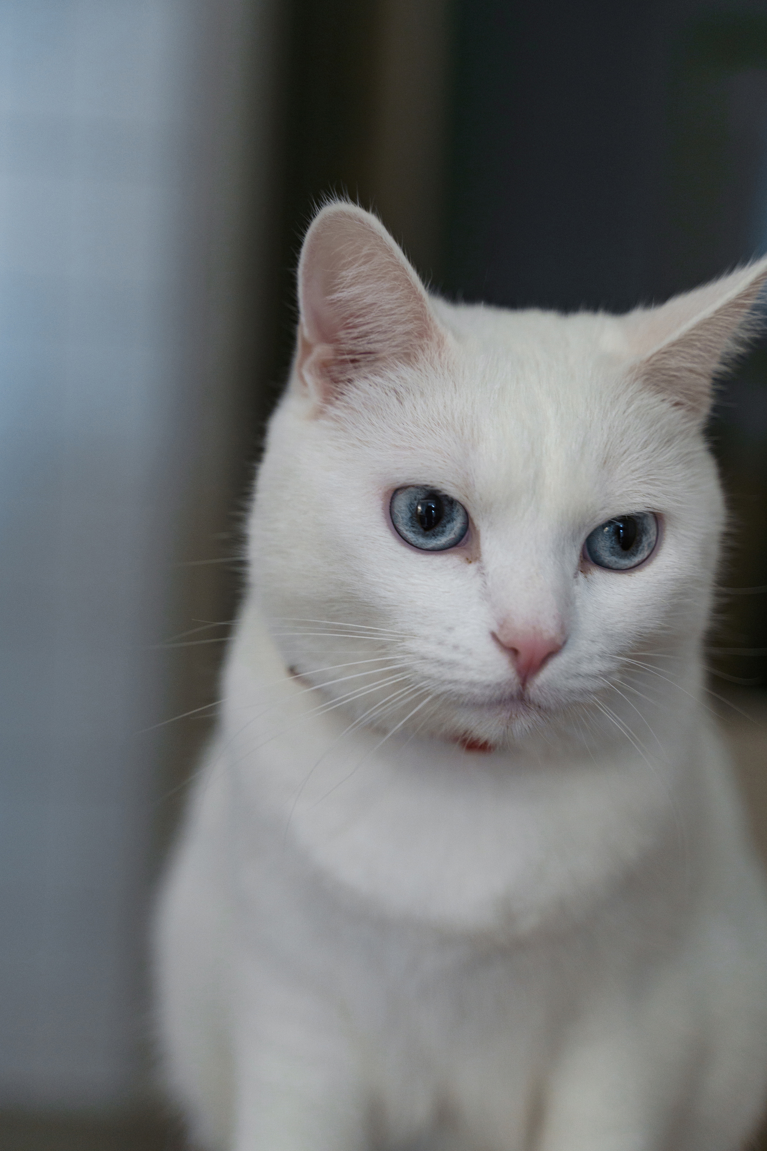 Анна, Владислав и Мирон. Свадебный и семейный фотограф в Санкт-Петербурге Лина Рогозина