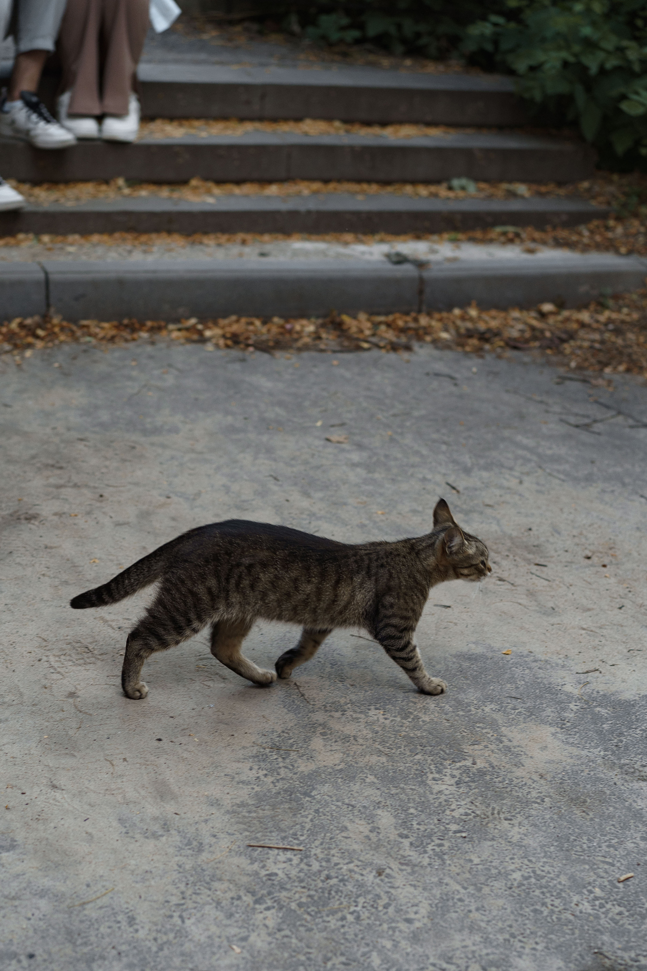 Алина и Никита. Свадебный и семейный фотограф в Санкт-Петербурге Лина Рогозина