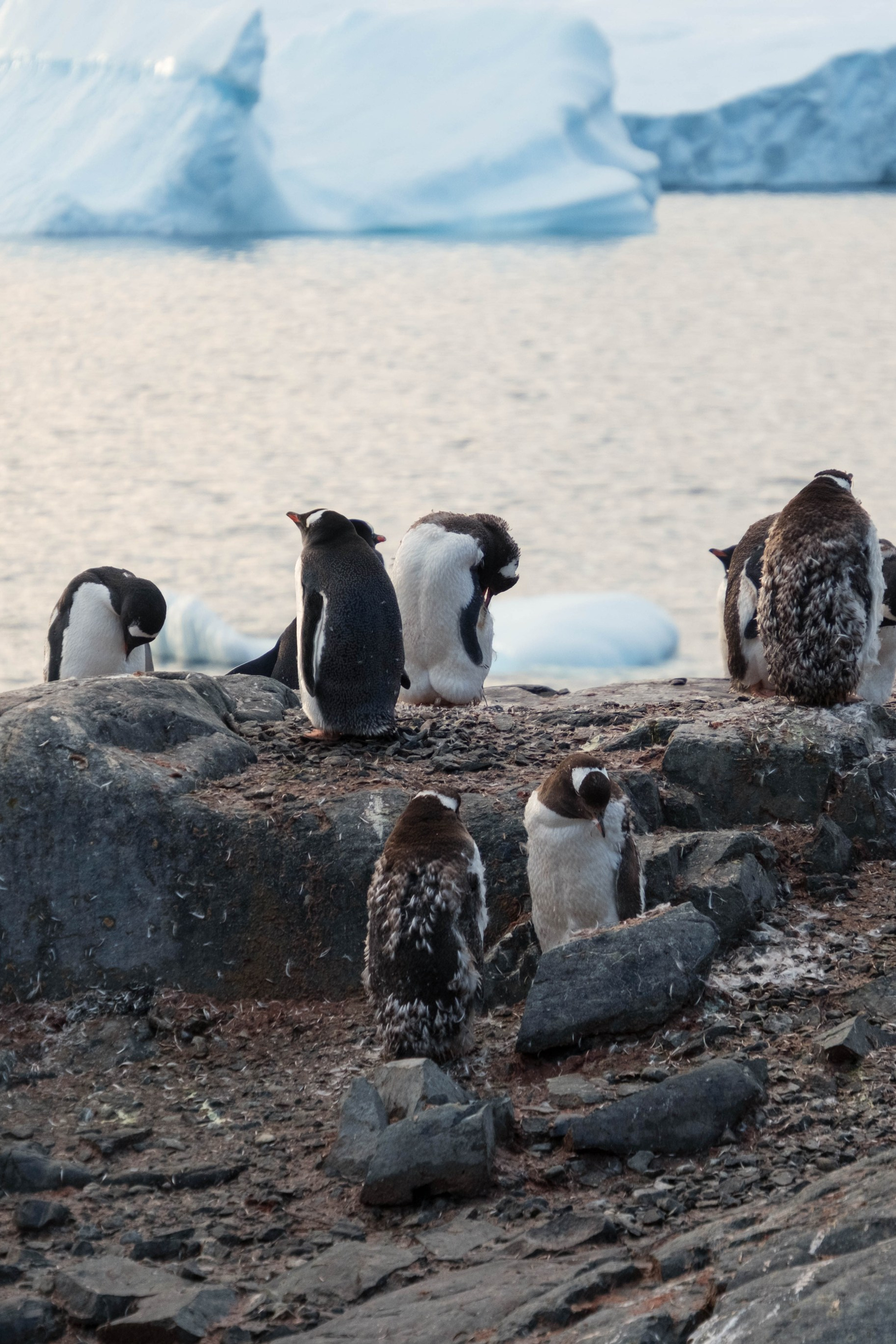 Материк и льды