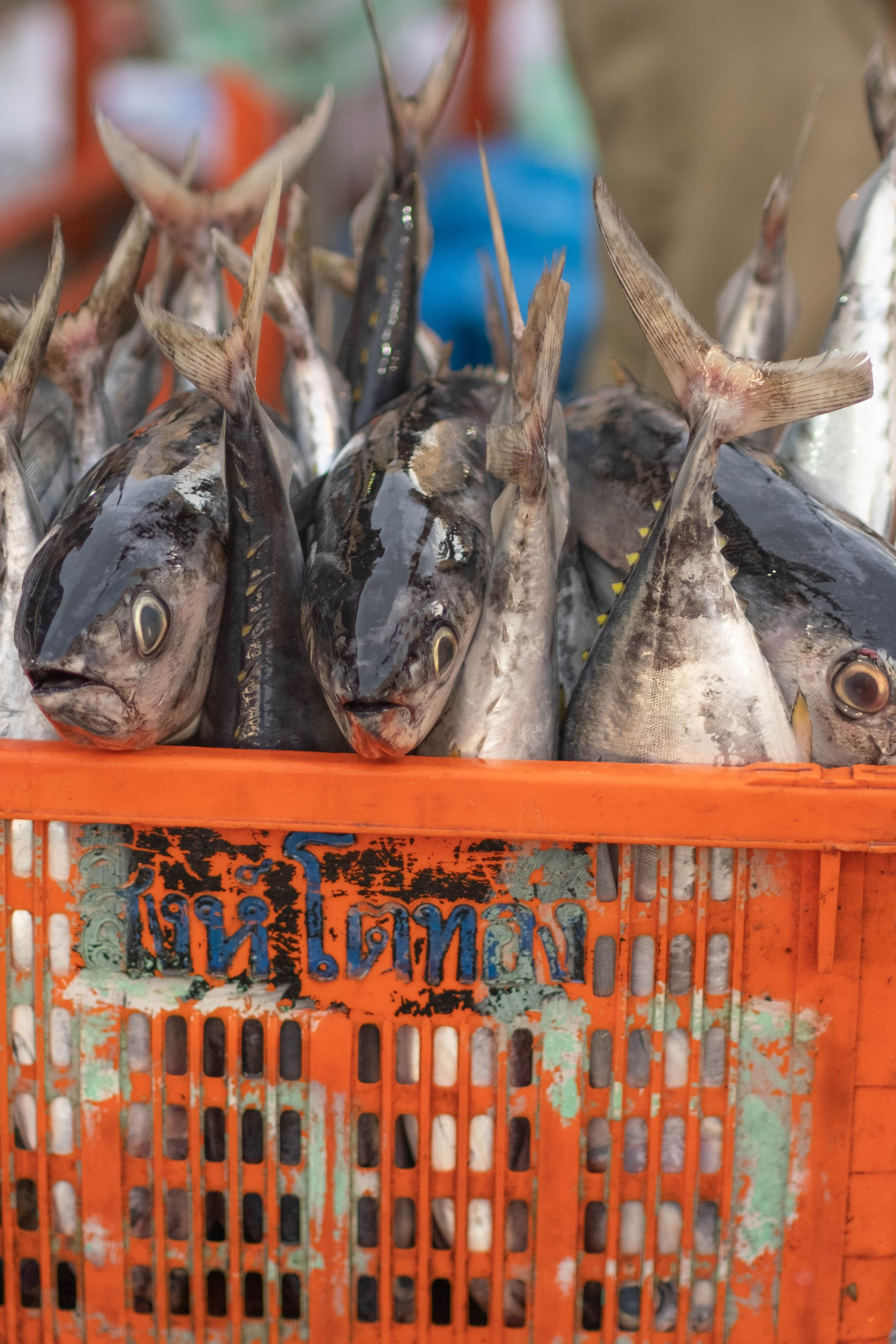 О. Борнео, г. Сандакан. Порт и рынок