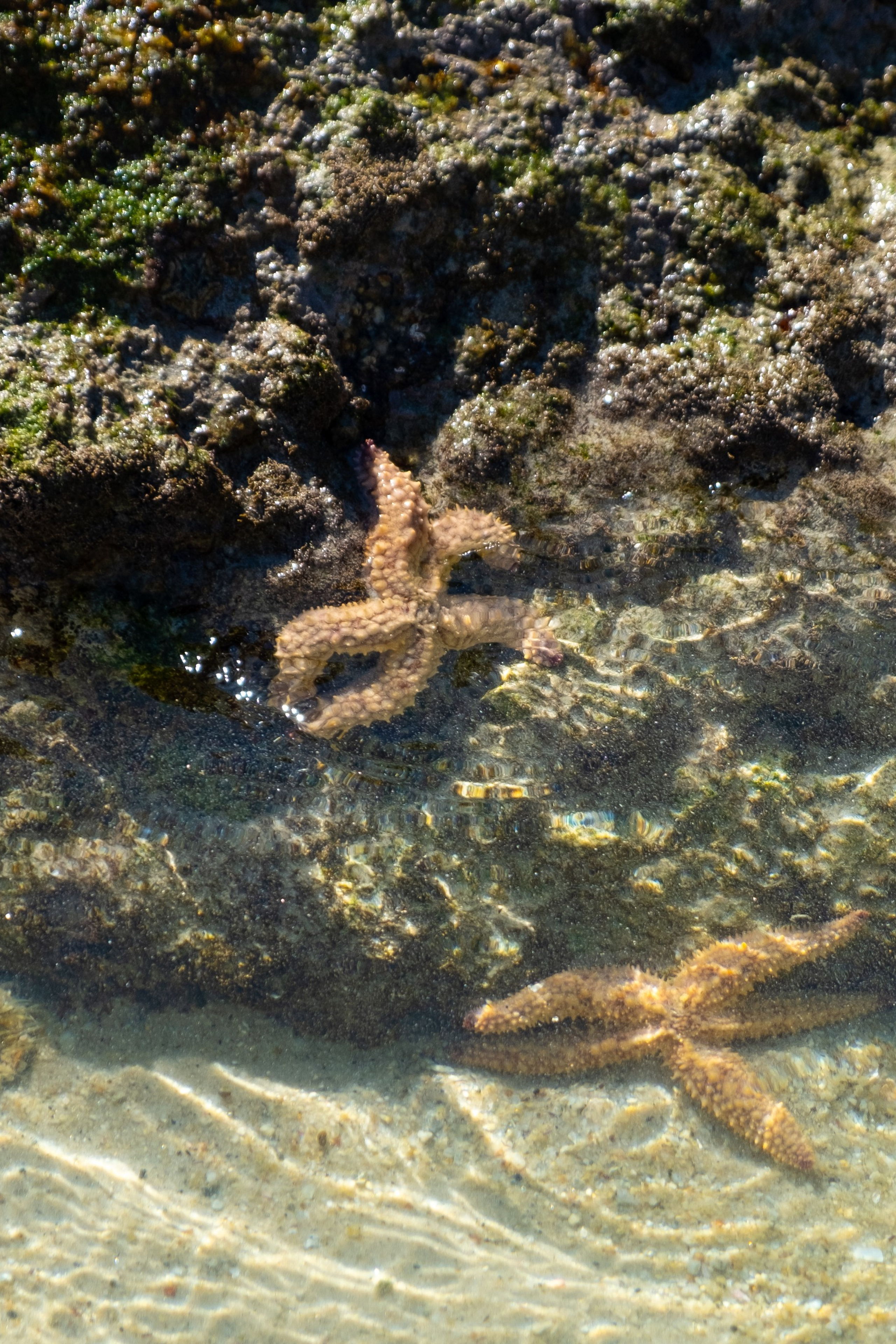 Пингвины и другие