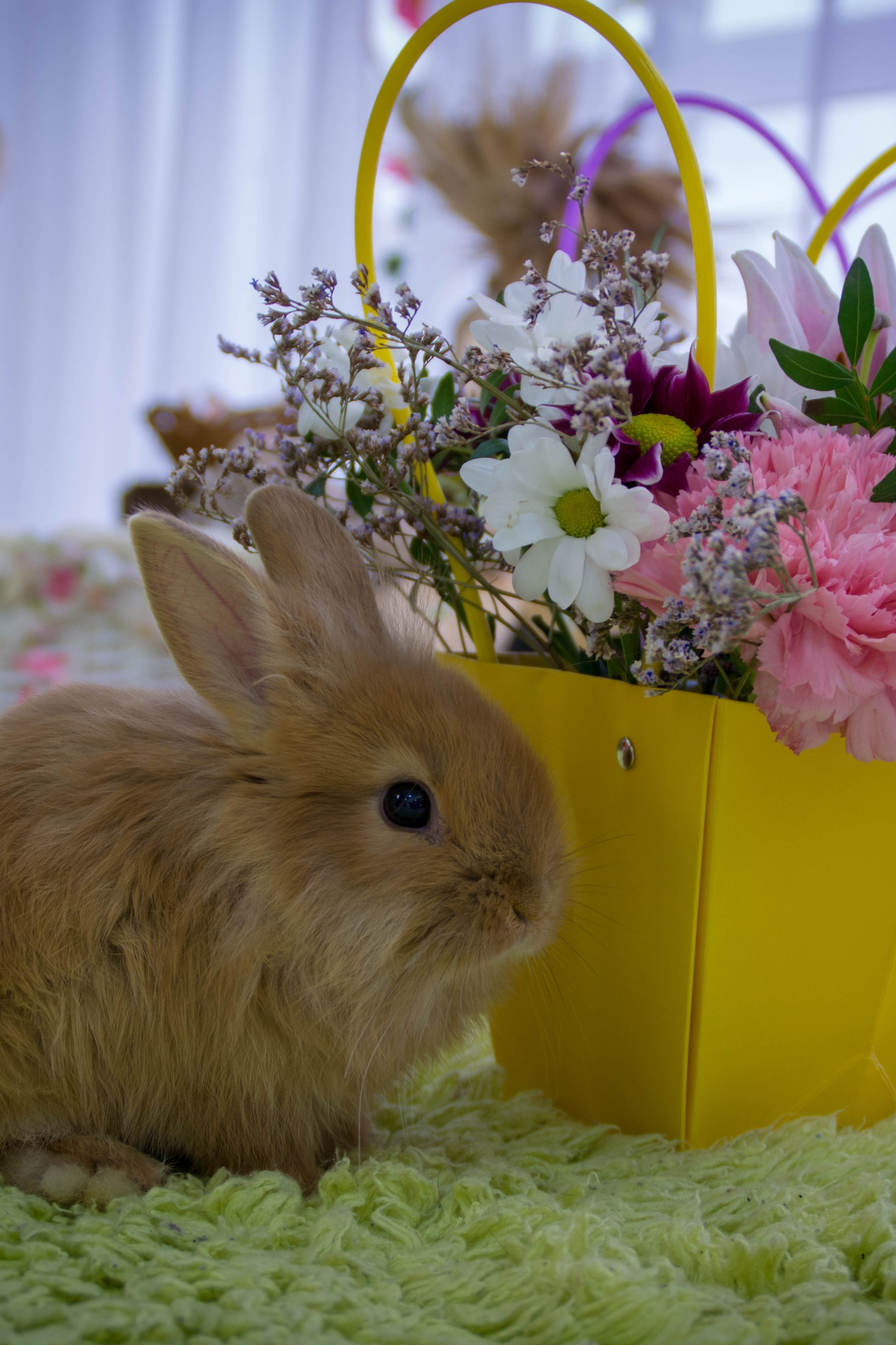 Мягкие и пушистые