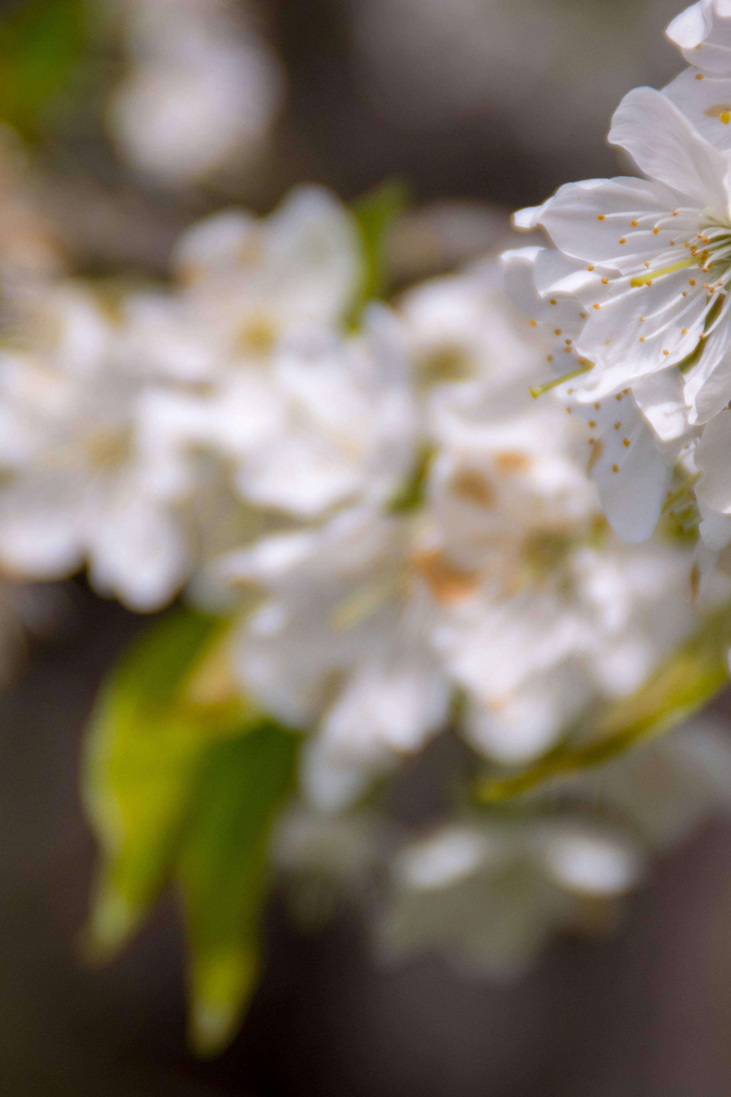 Природа в объективе