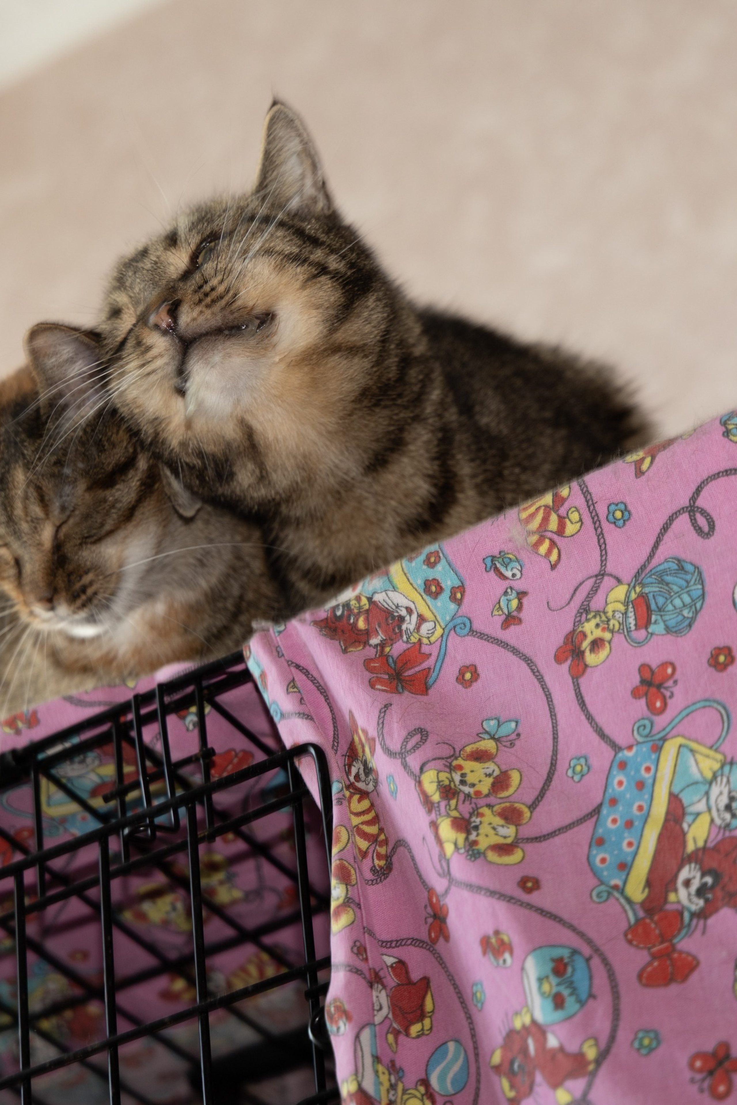 Котики