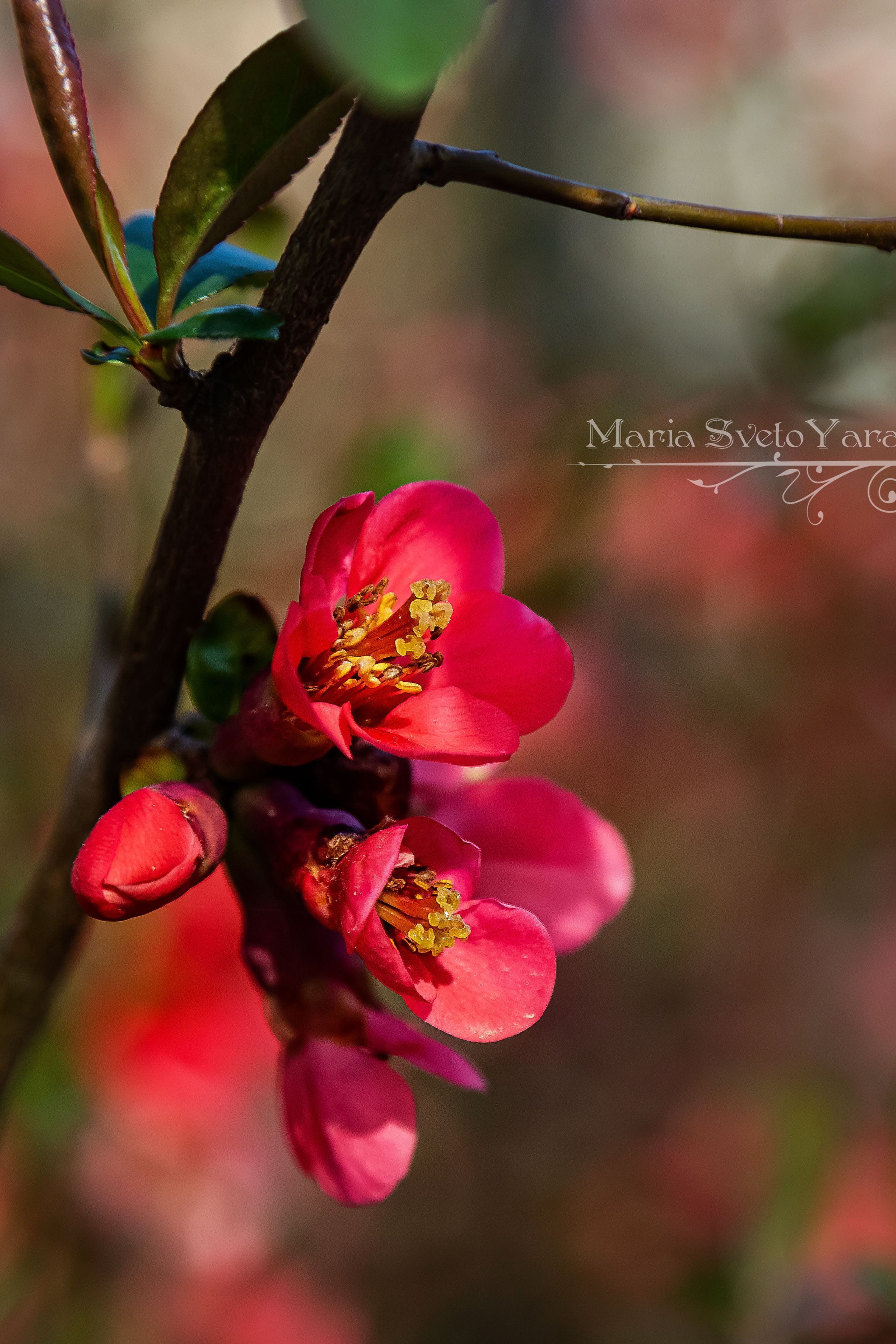 Хеномелес ❖ весенние цветы