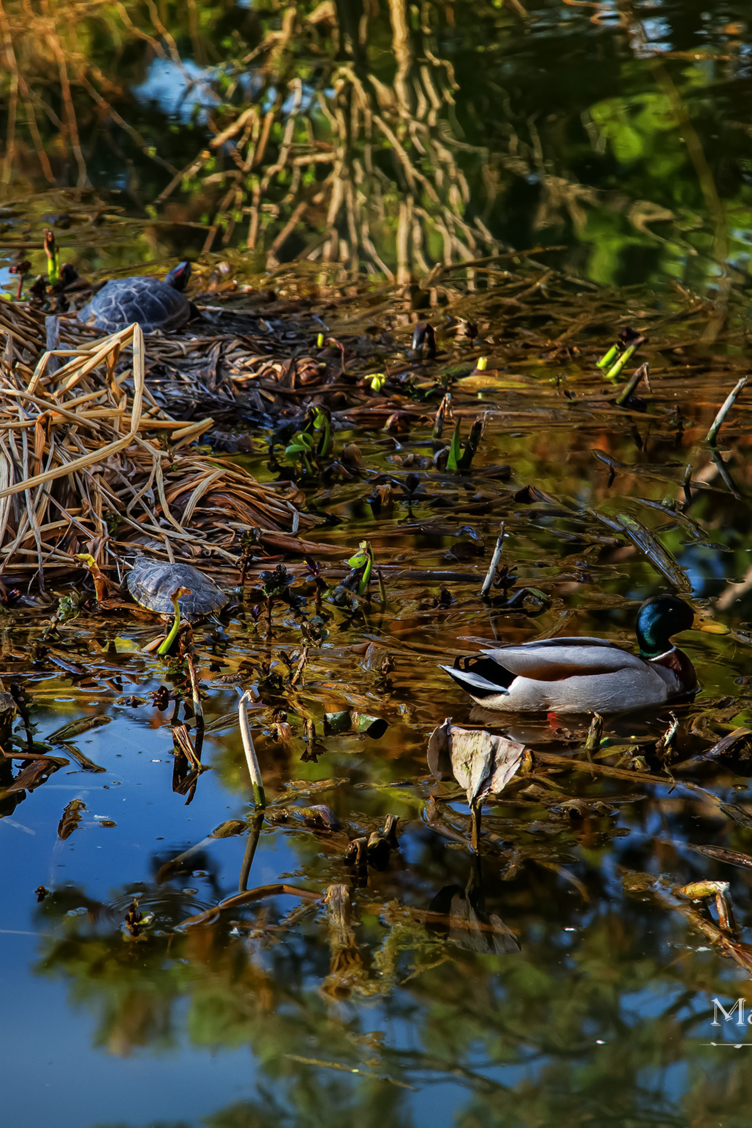 Найди уточку! ❖ Проверка зрения и внимания: сколько живых существ в кадре?
