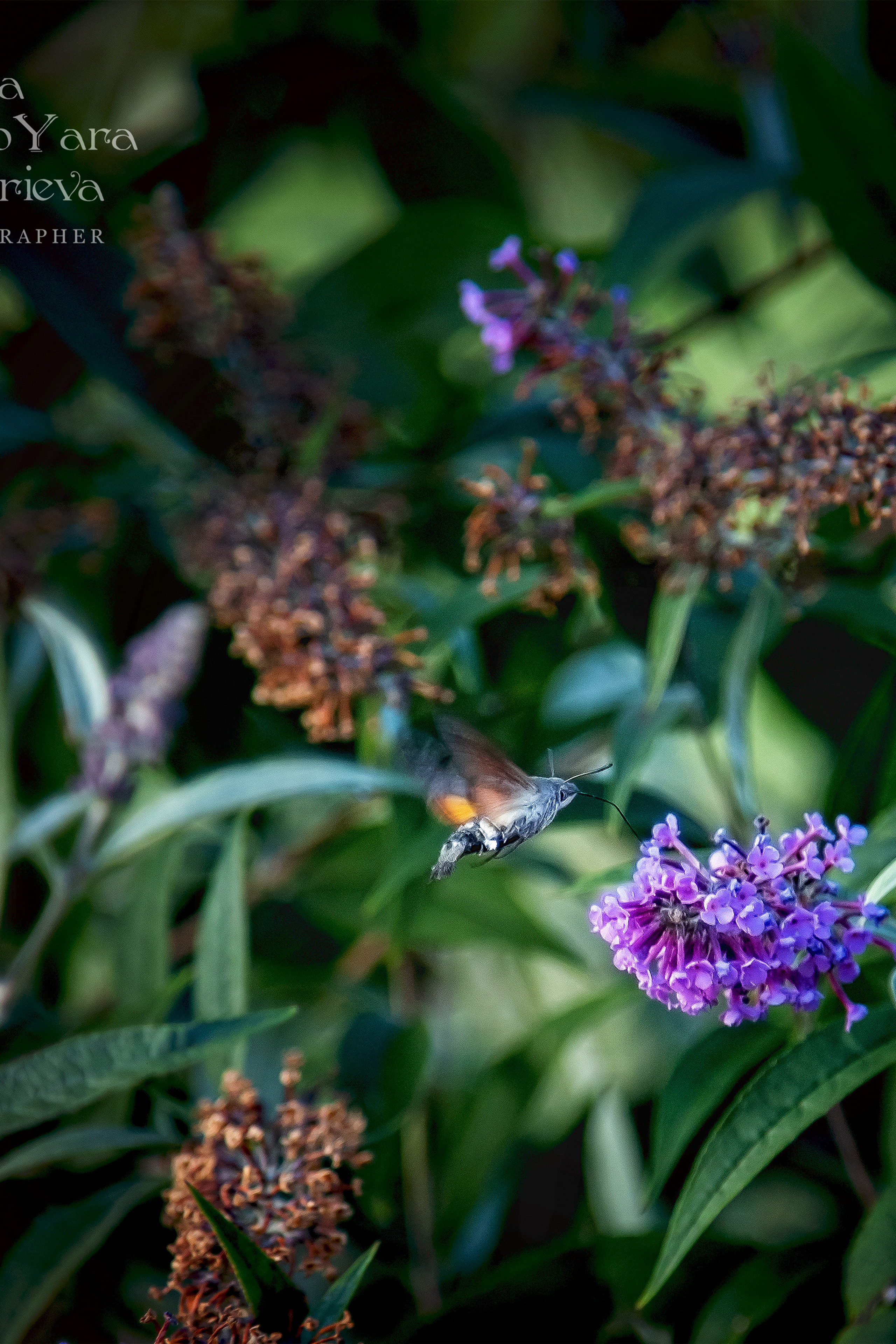 Бражник ❖ Жук-колибри ;)