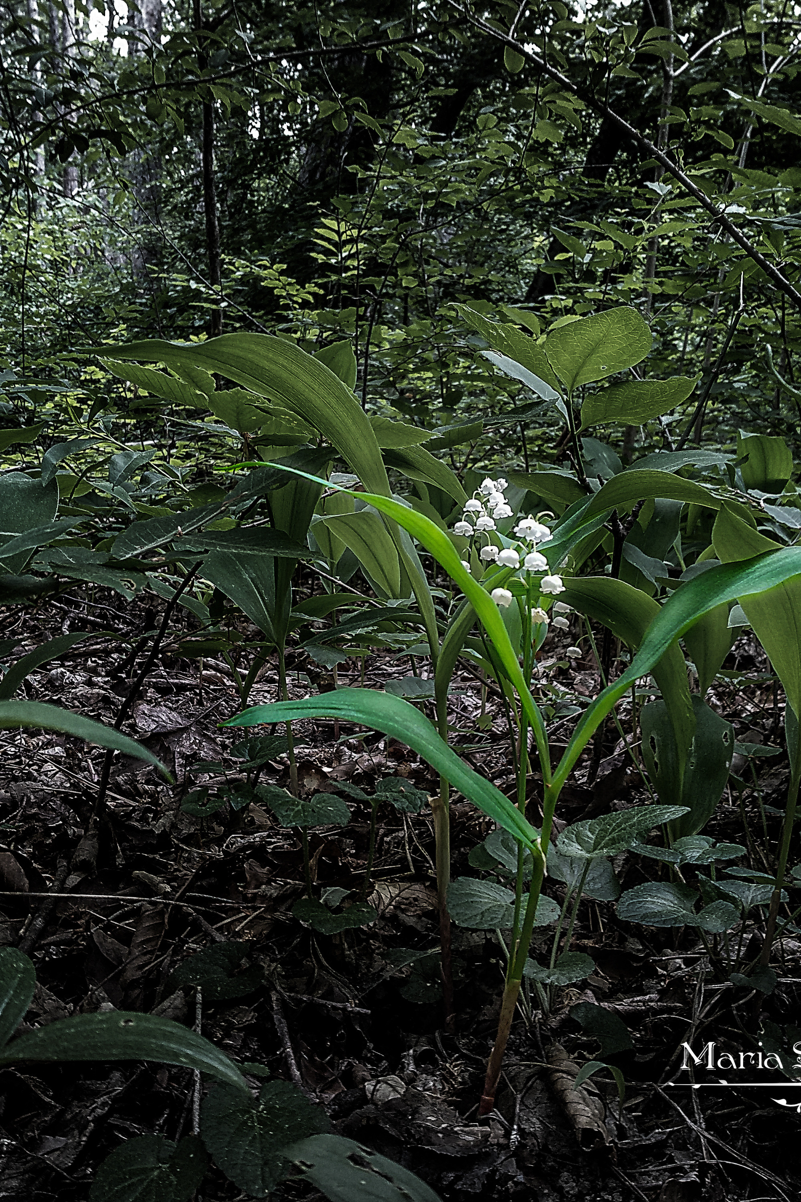 Flora&Fauna в мобильной фотографии
