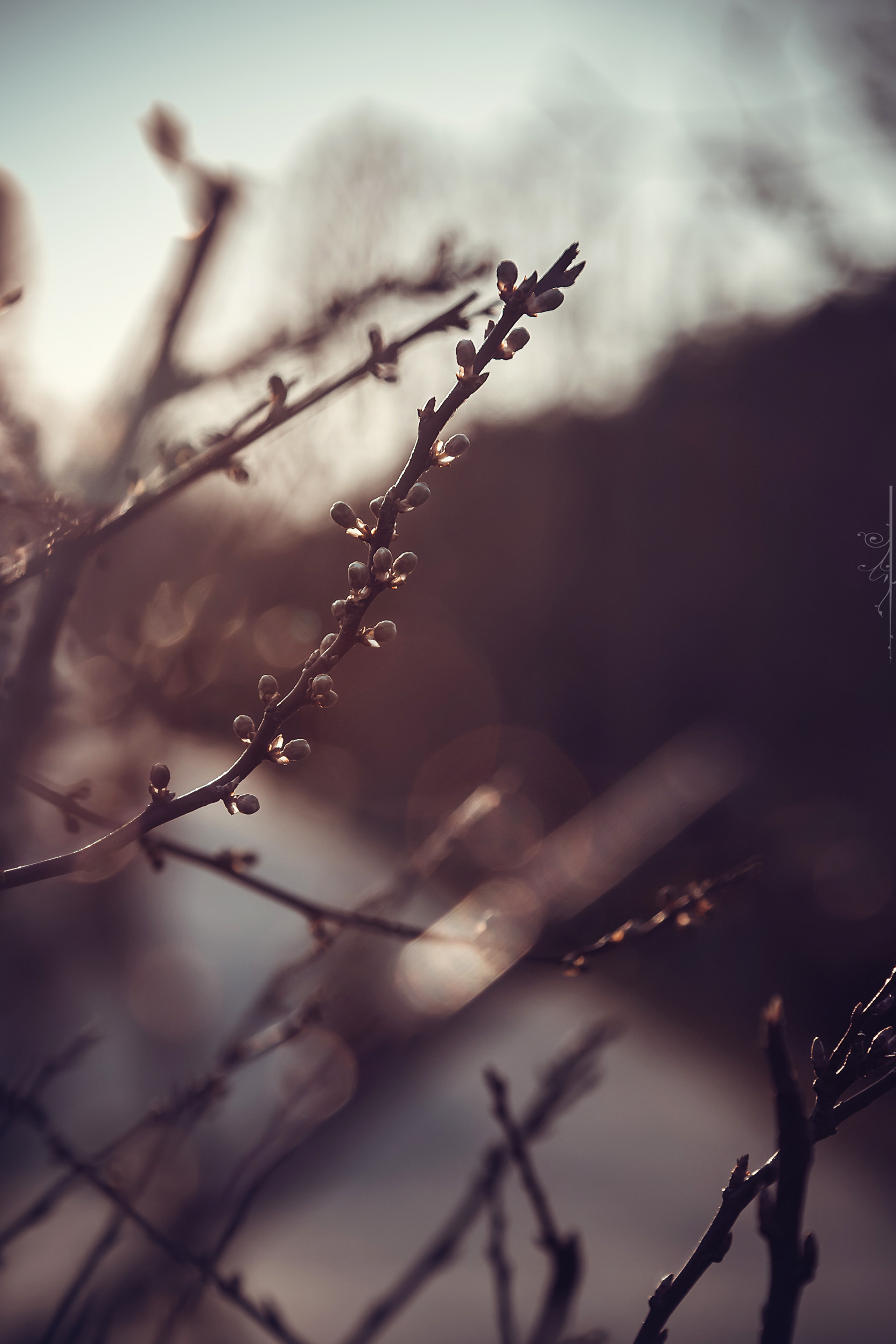 макро-фотография: ЗАКАТ