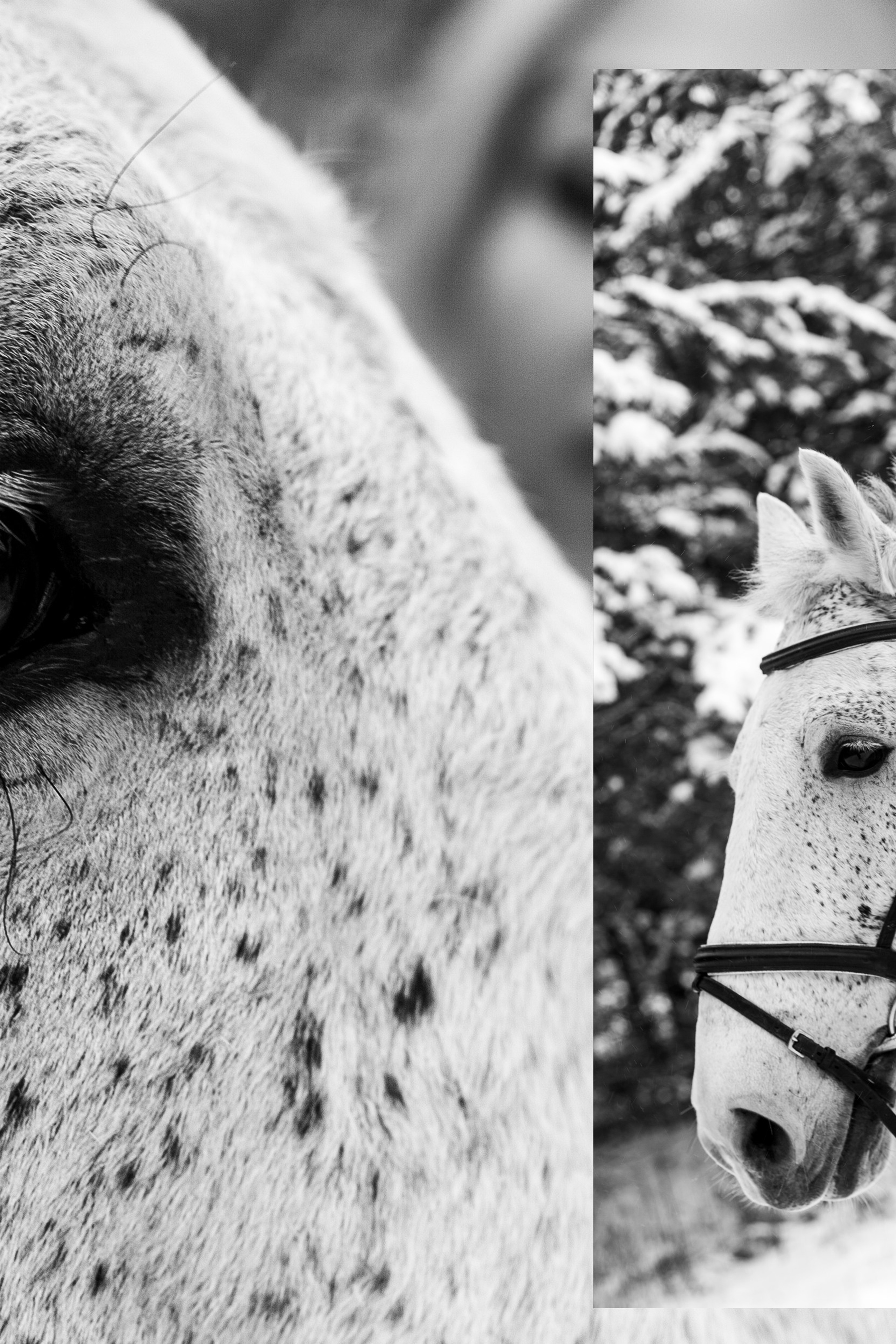 Истории. Фотограф Старый Оскол Мавлыга Мария