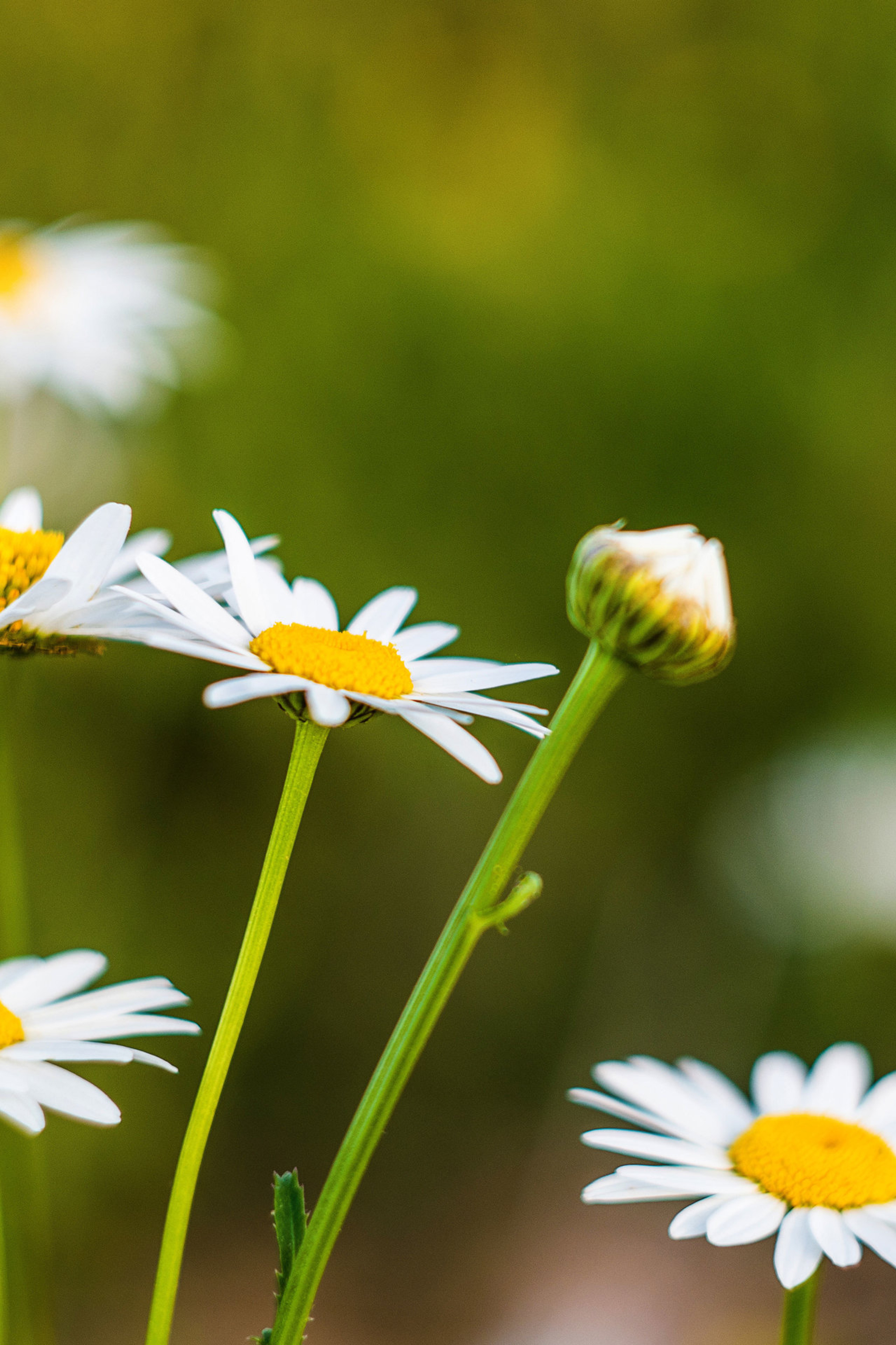 Информация о фотосессиях в Москве. Фотограф в Москве, Оксана Ребристая