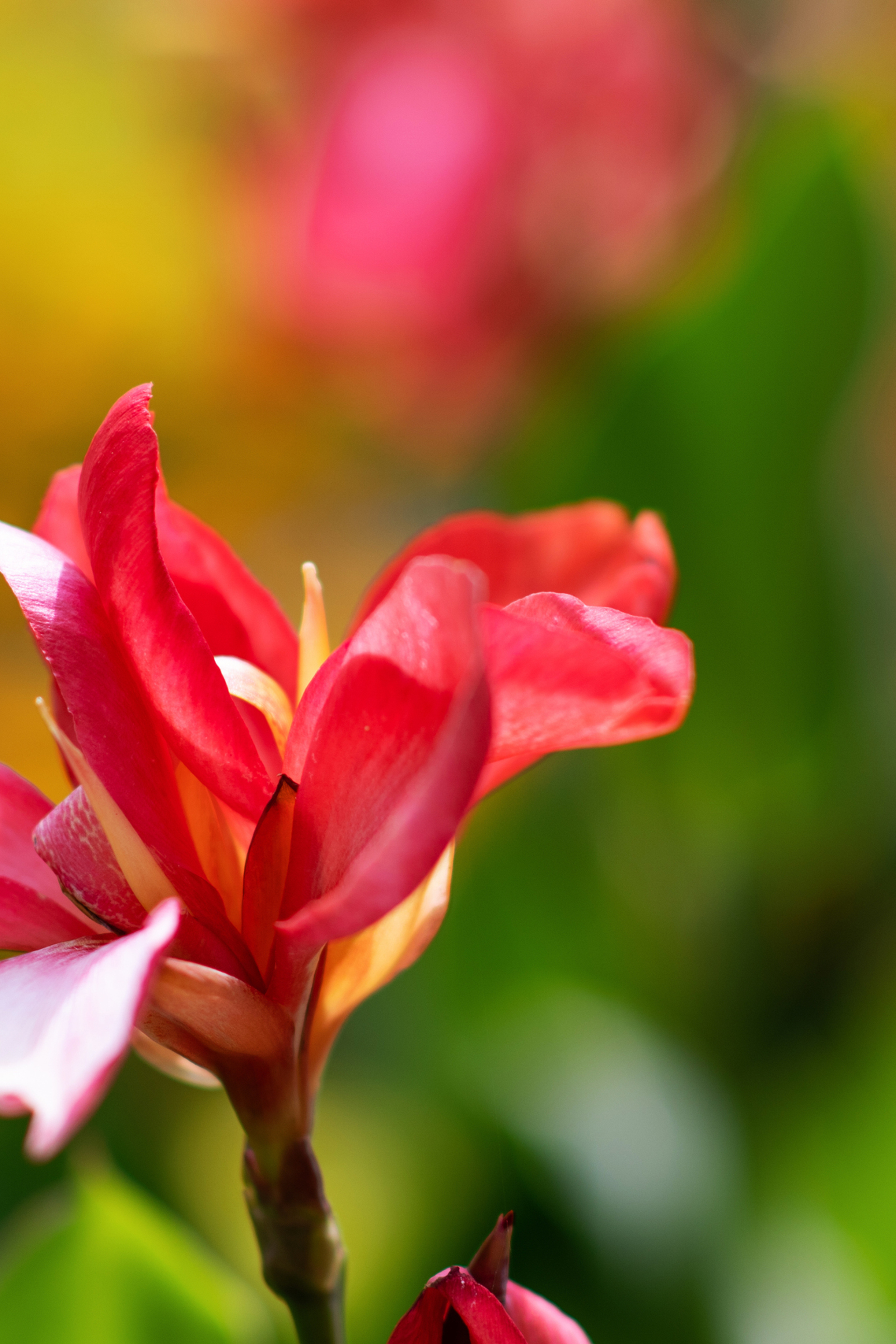 Информация о фотосессиях в Москве. Фотограф в Москве, Оксана Ребристая