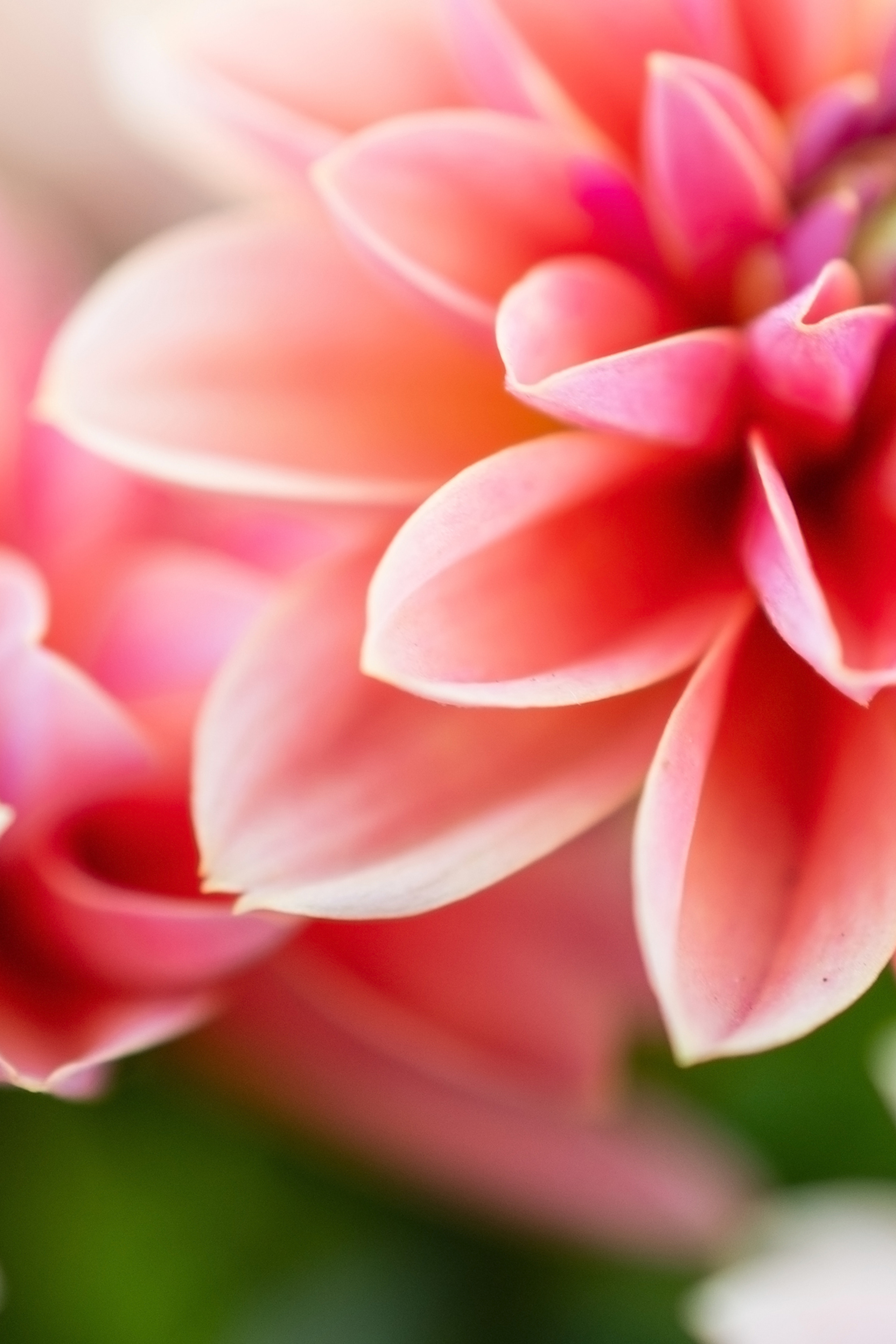 Информация о фотосессиях в Москве. Фотограф в Москве, Оксана Ребристая