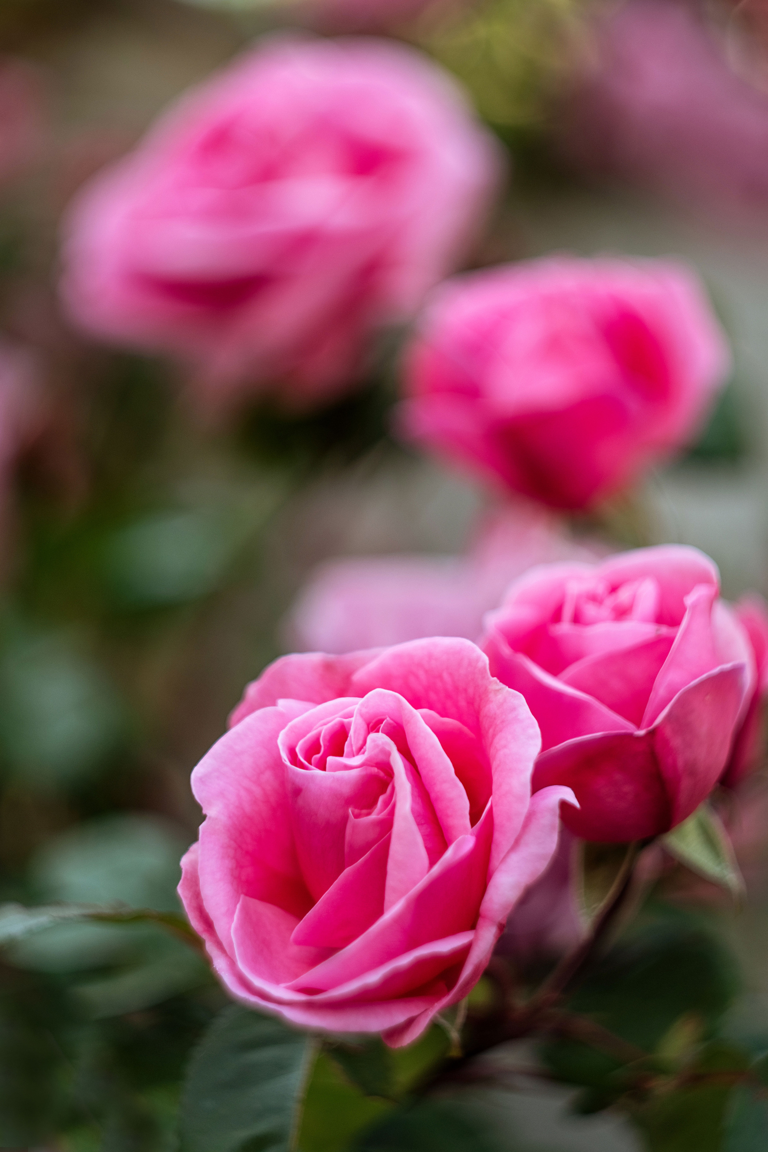 Информация о фотосессиях в Москве. Фотограф в Москве, Оксана Ребристая