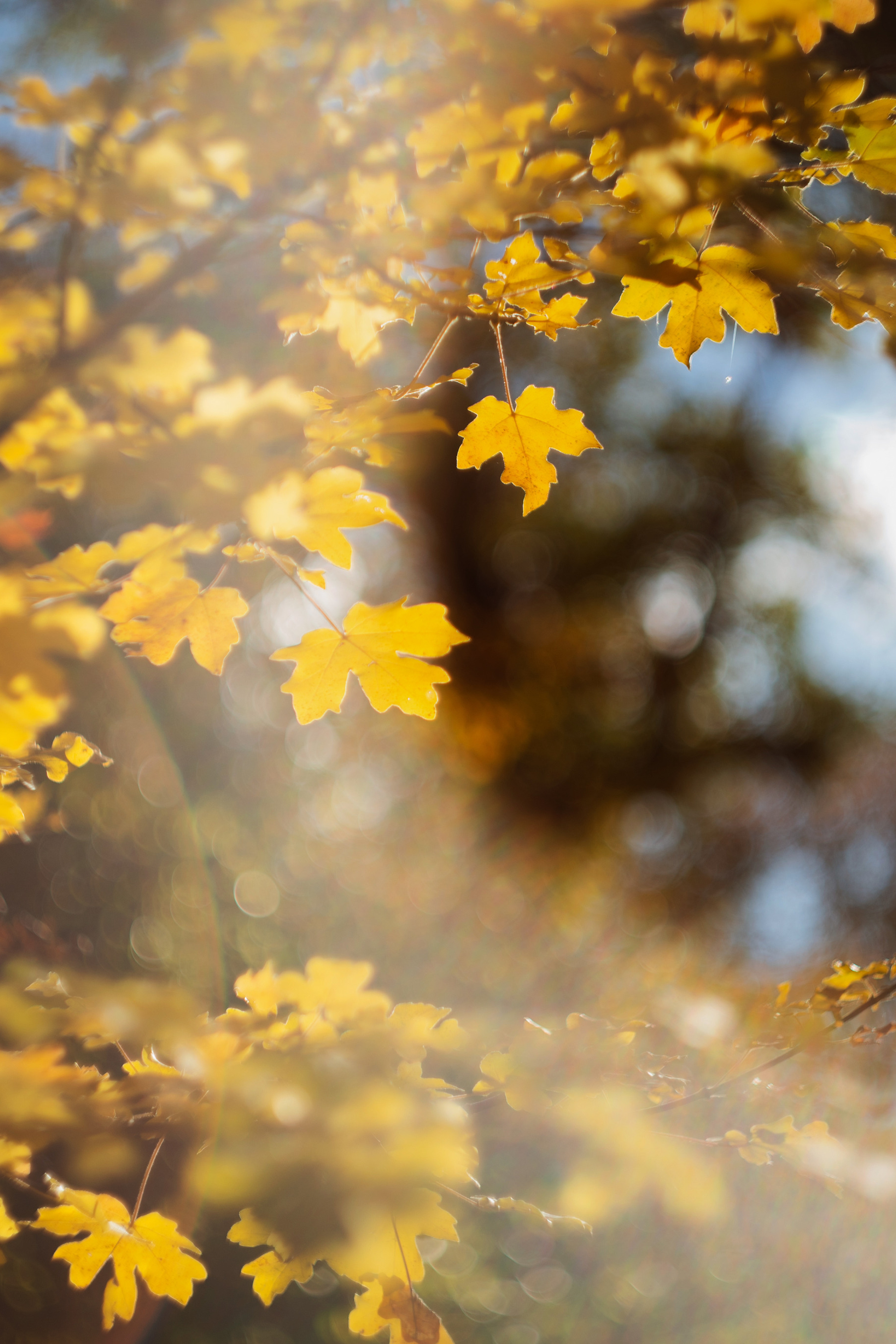 Информация о фотосессиях в Москве. Фотограф в Москве, Оксана Ребристая