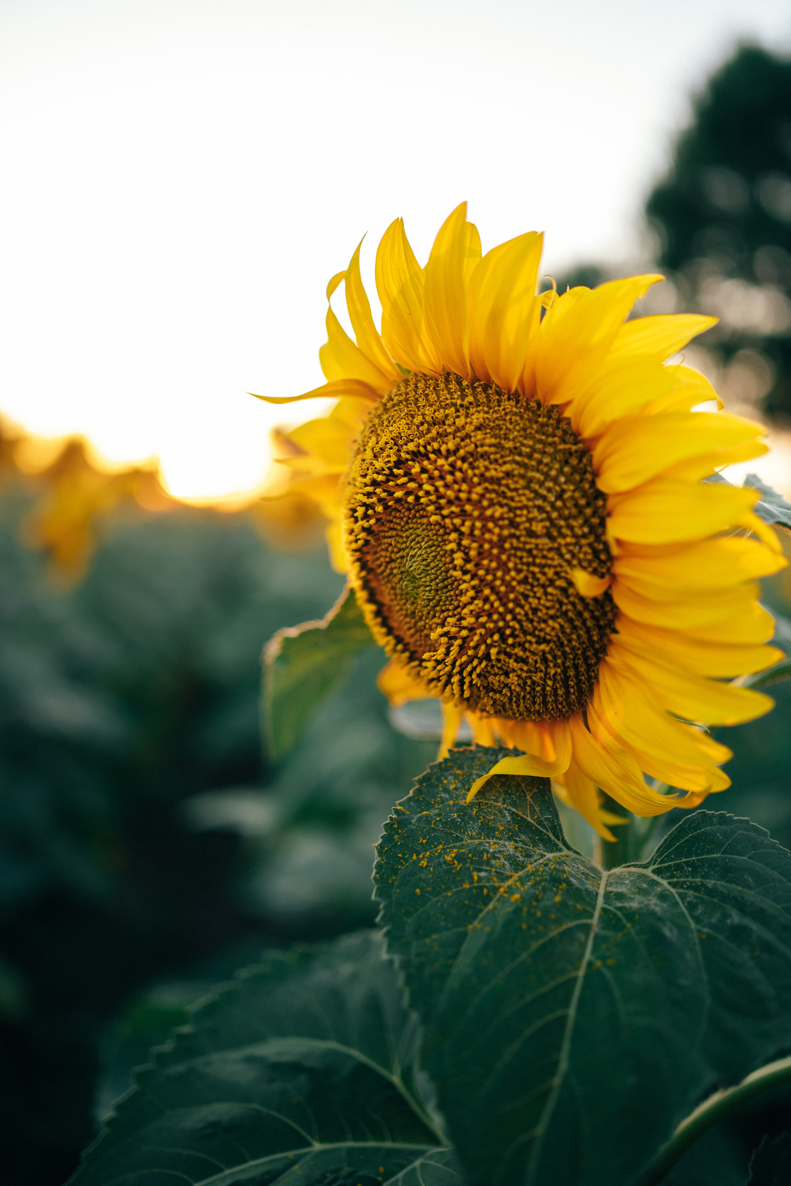 Истории. Фотограф Горбенко Анна