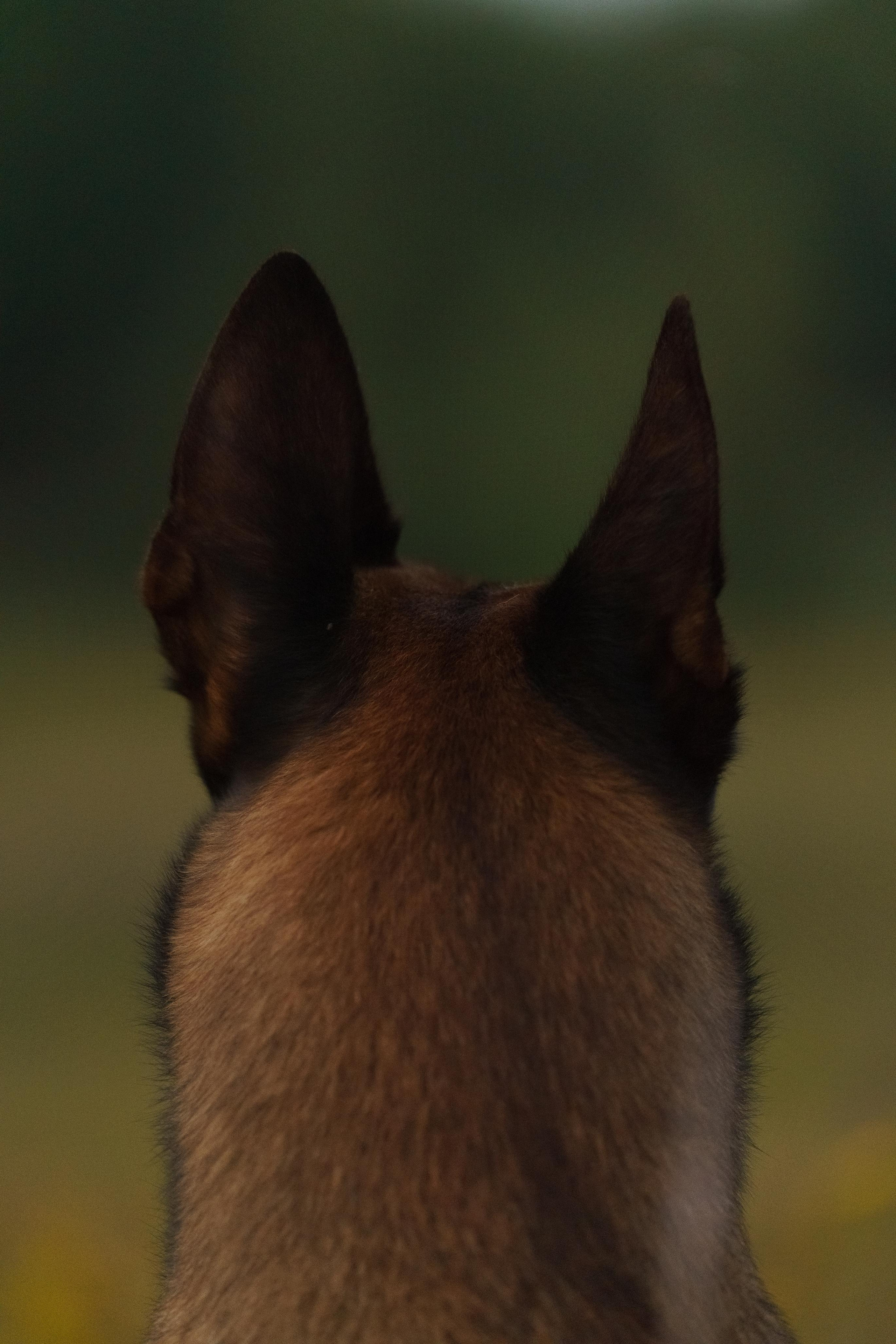 Малинуа Рикки