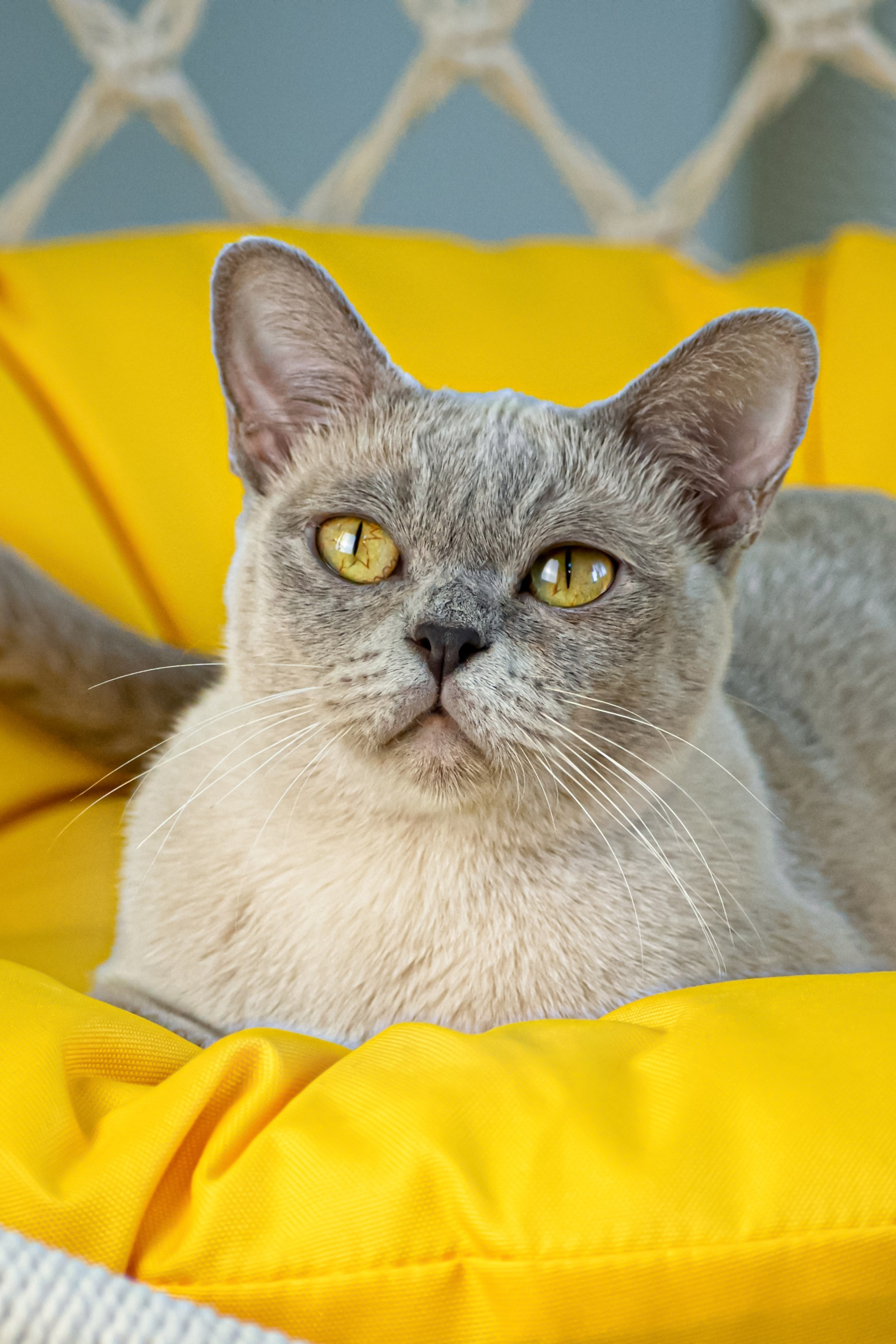 Съемка кошек