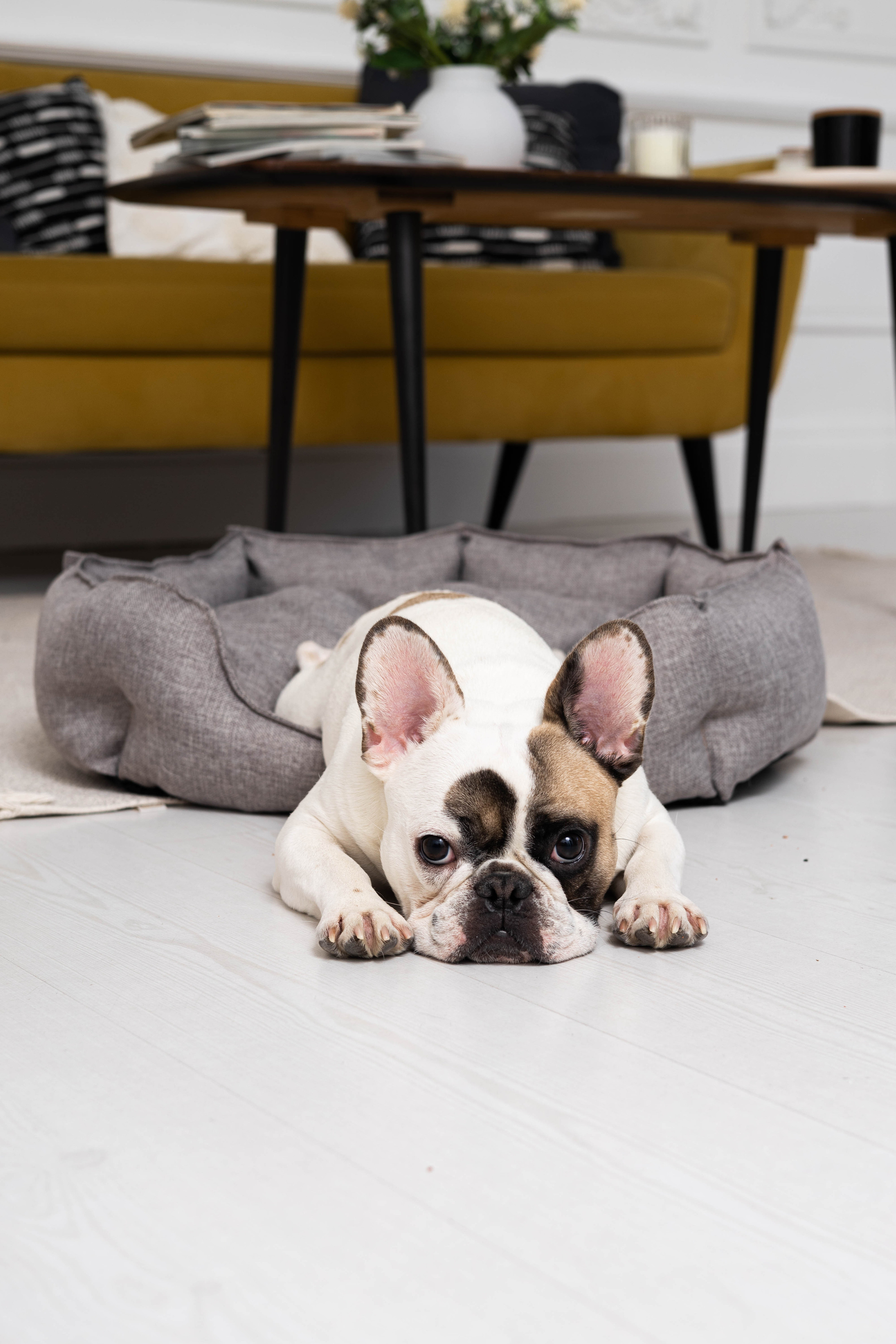 Портфолио.Съемки с собаками для маркетплейсов | Sale Easy