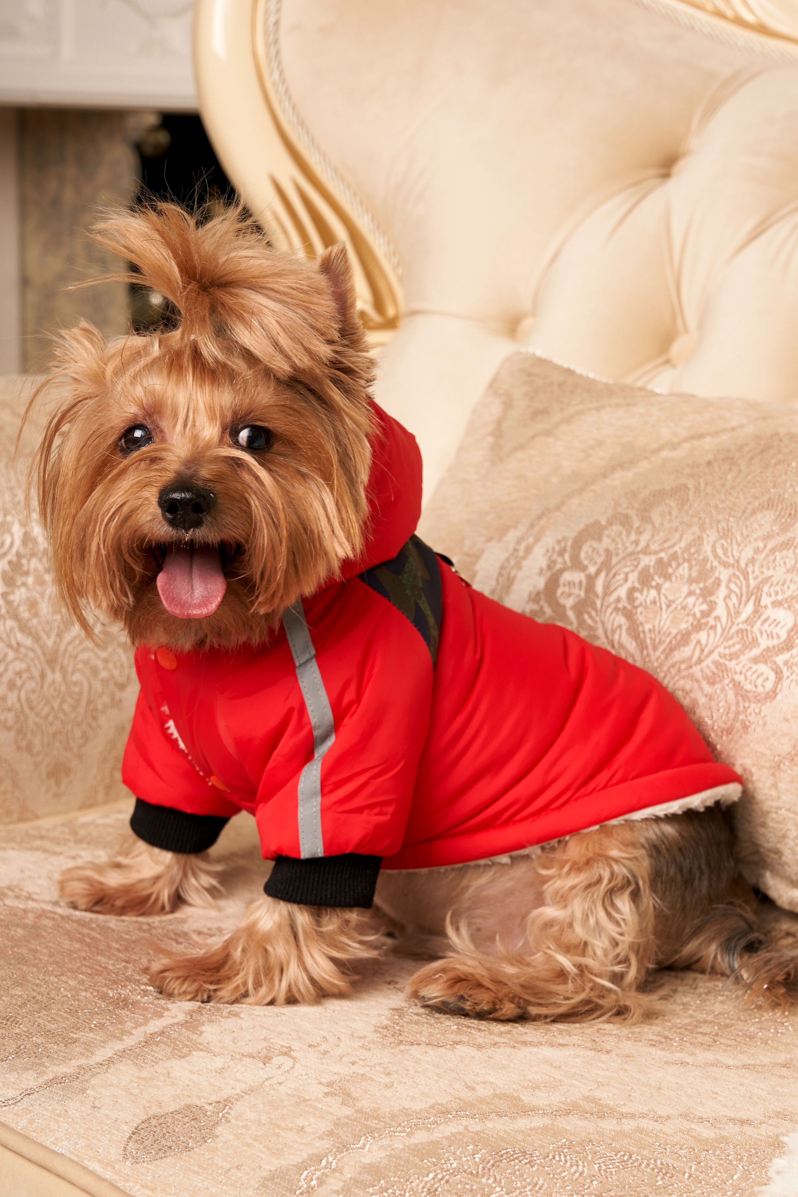 Йоркширский терьер — Оскар | id 26707