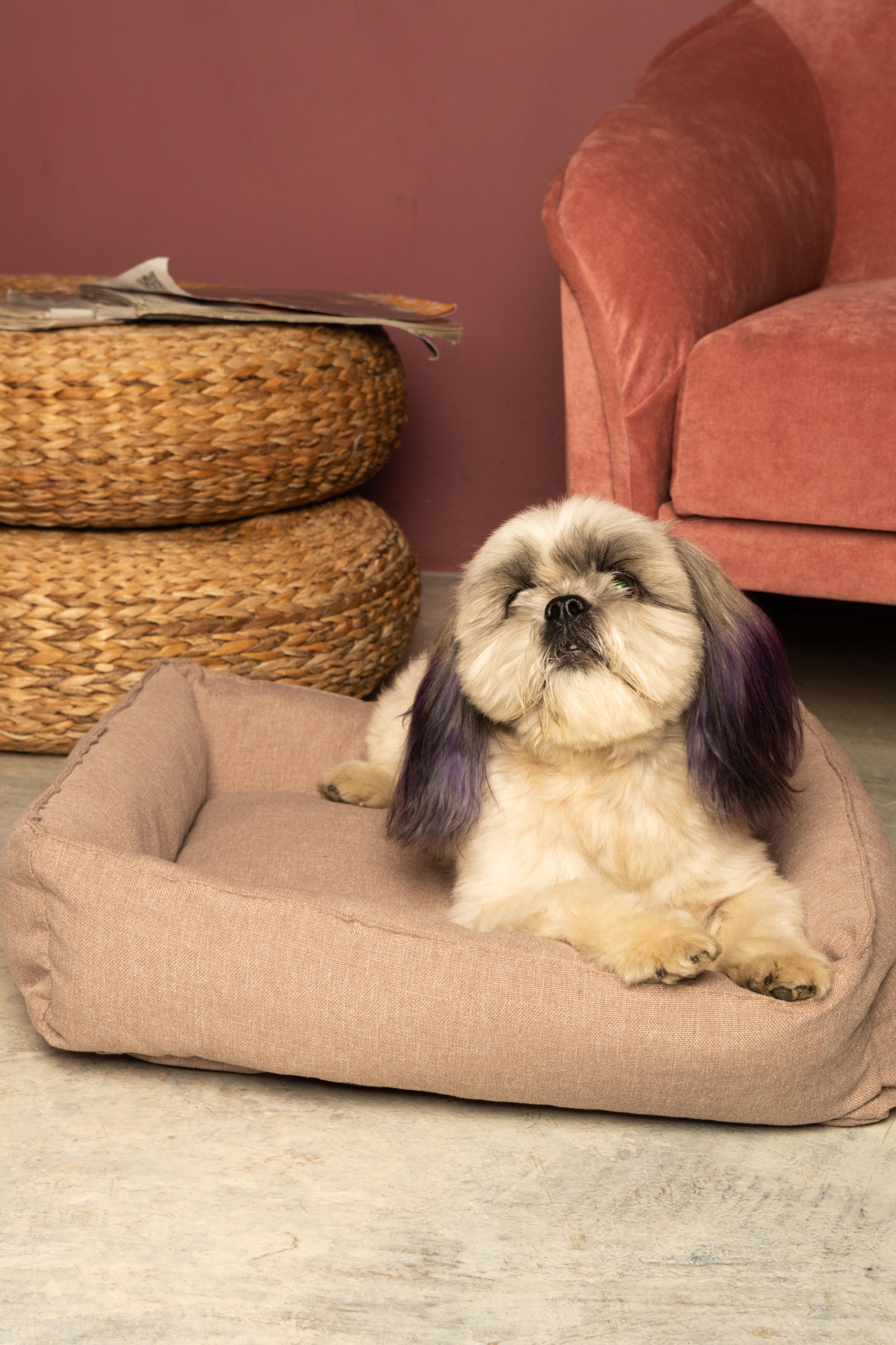 Модель Шаки Ши-тцу для предметной съемки Н.Новгород | Sale Easy