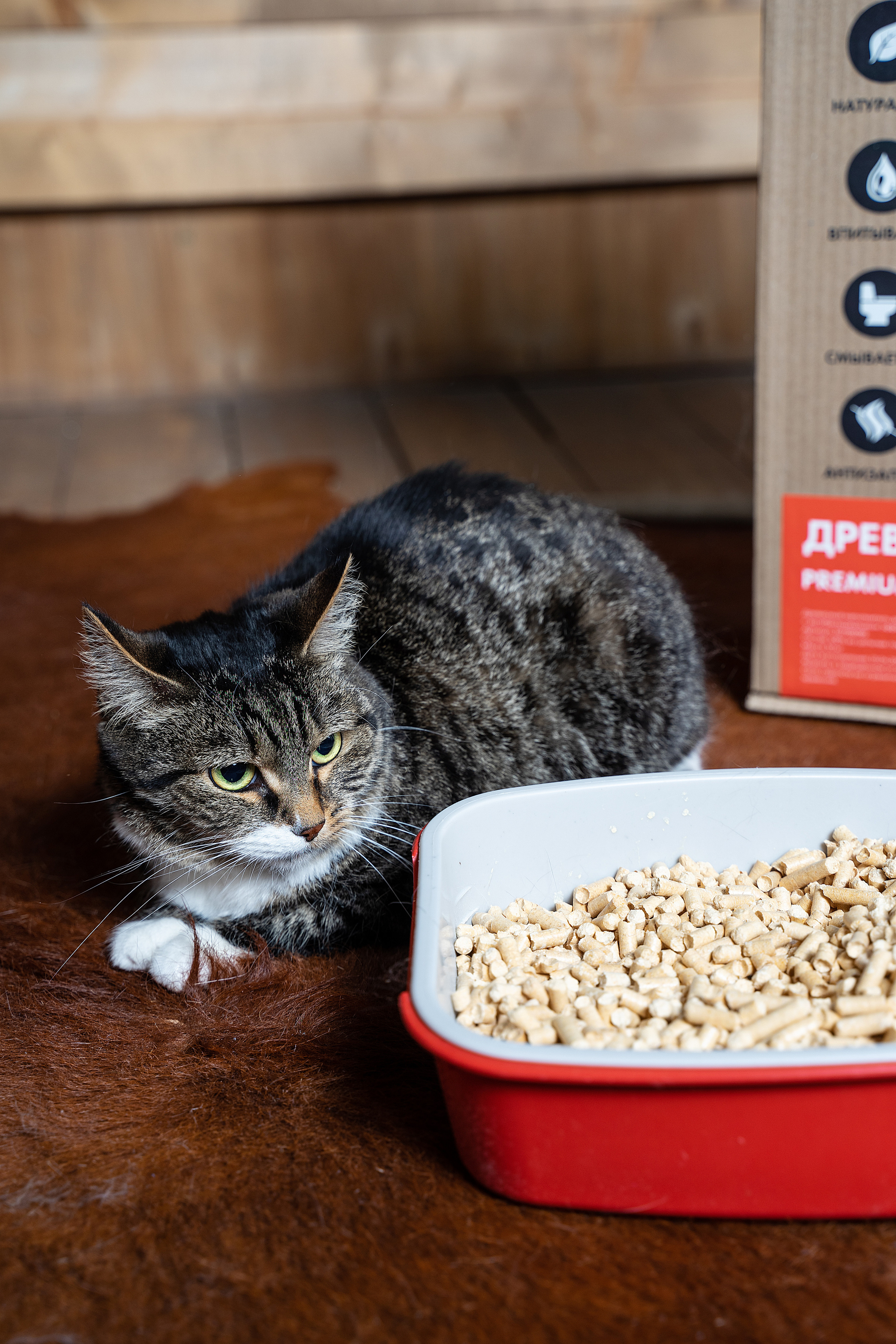 Портфолио.Съемки с кошками для маркетплейсов | Sale Easy