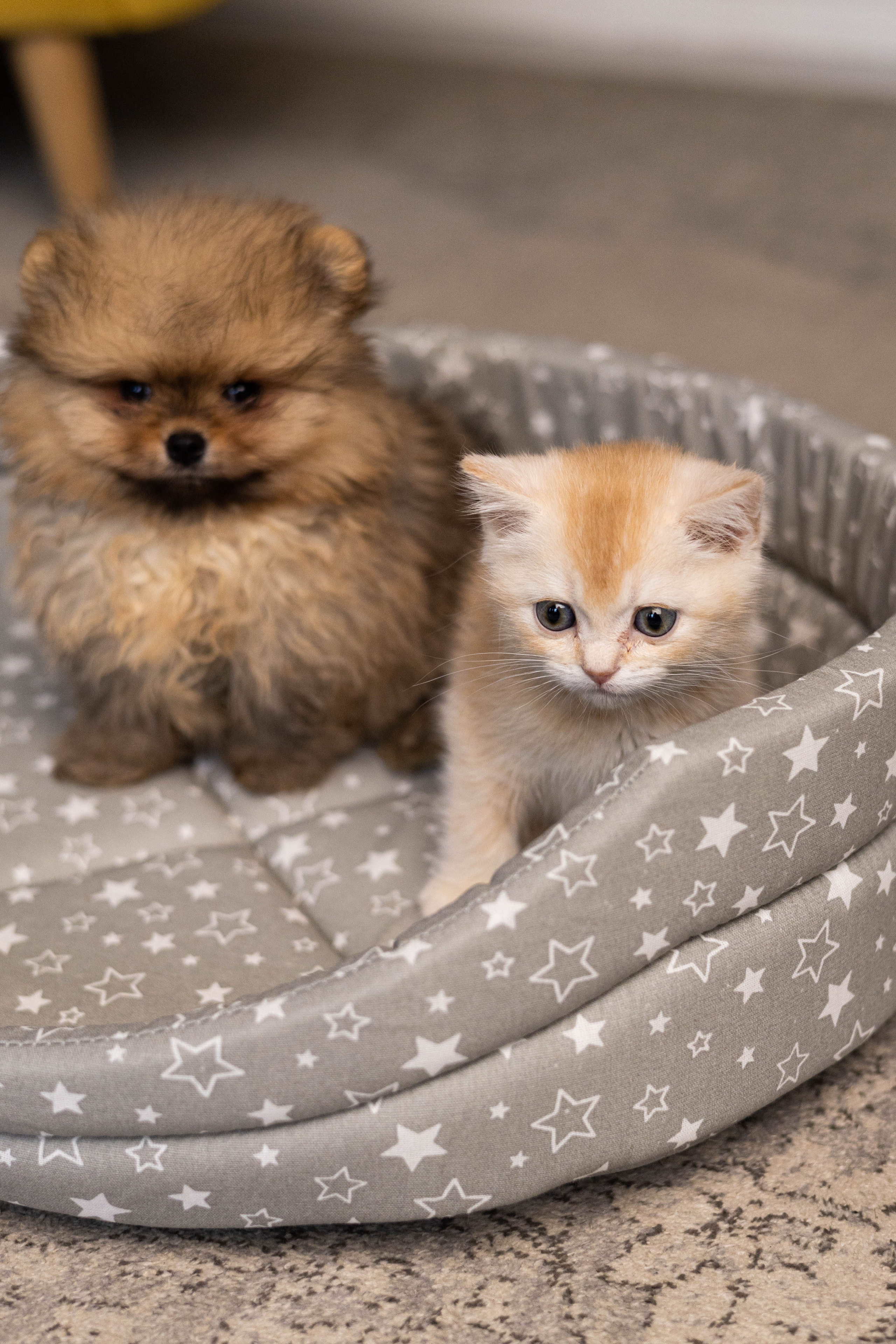 Портфолио.Съемки с кошками для маркетплейсов | Sale Easy