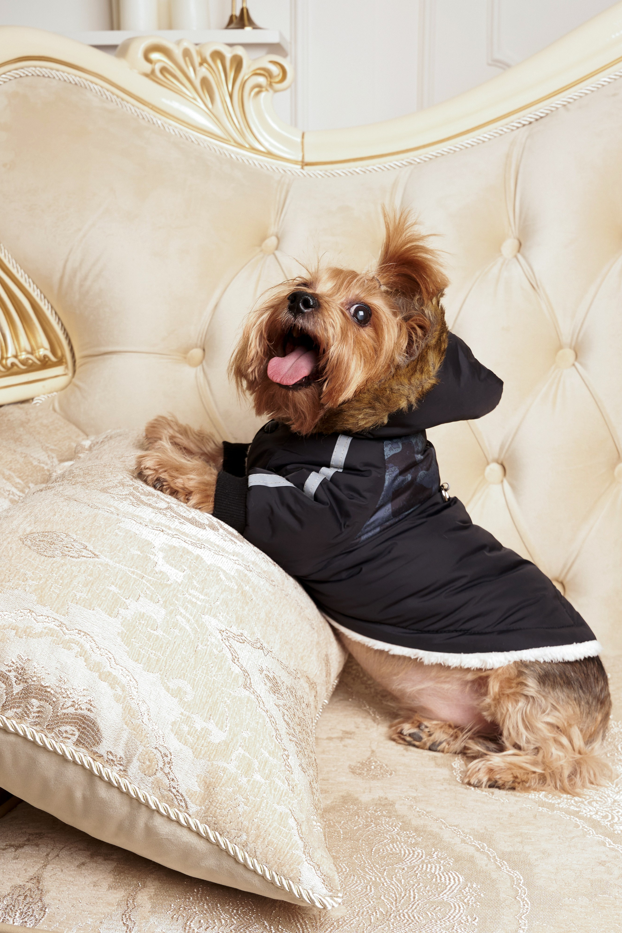 Йоркширский терьер — Оскар | id 26707