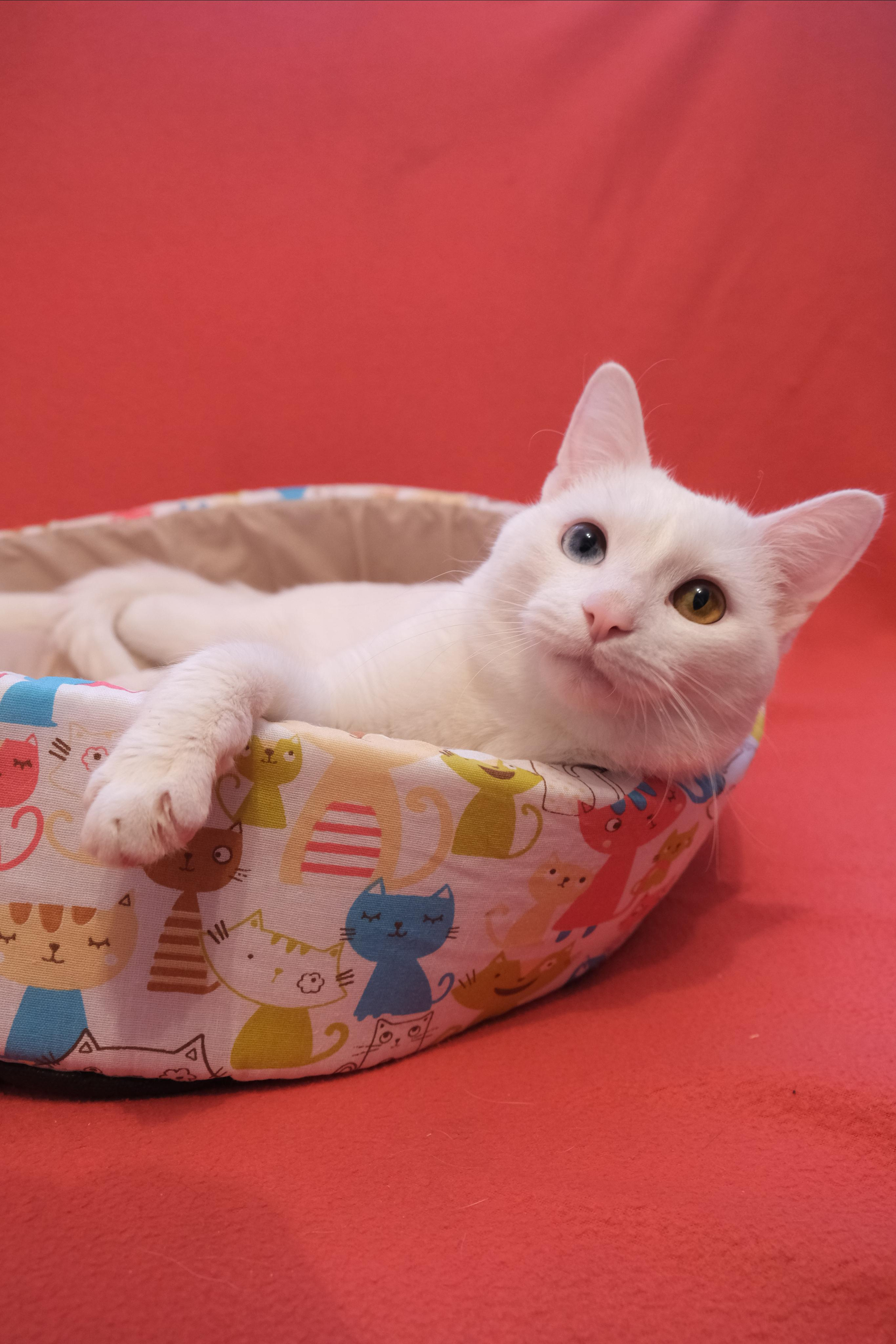 Портфолио.Съемки с кошками для маркетплейсов | Sale Easy