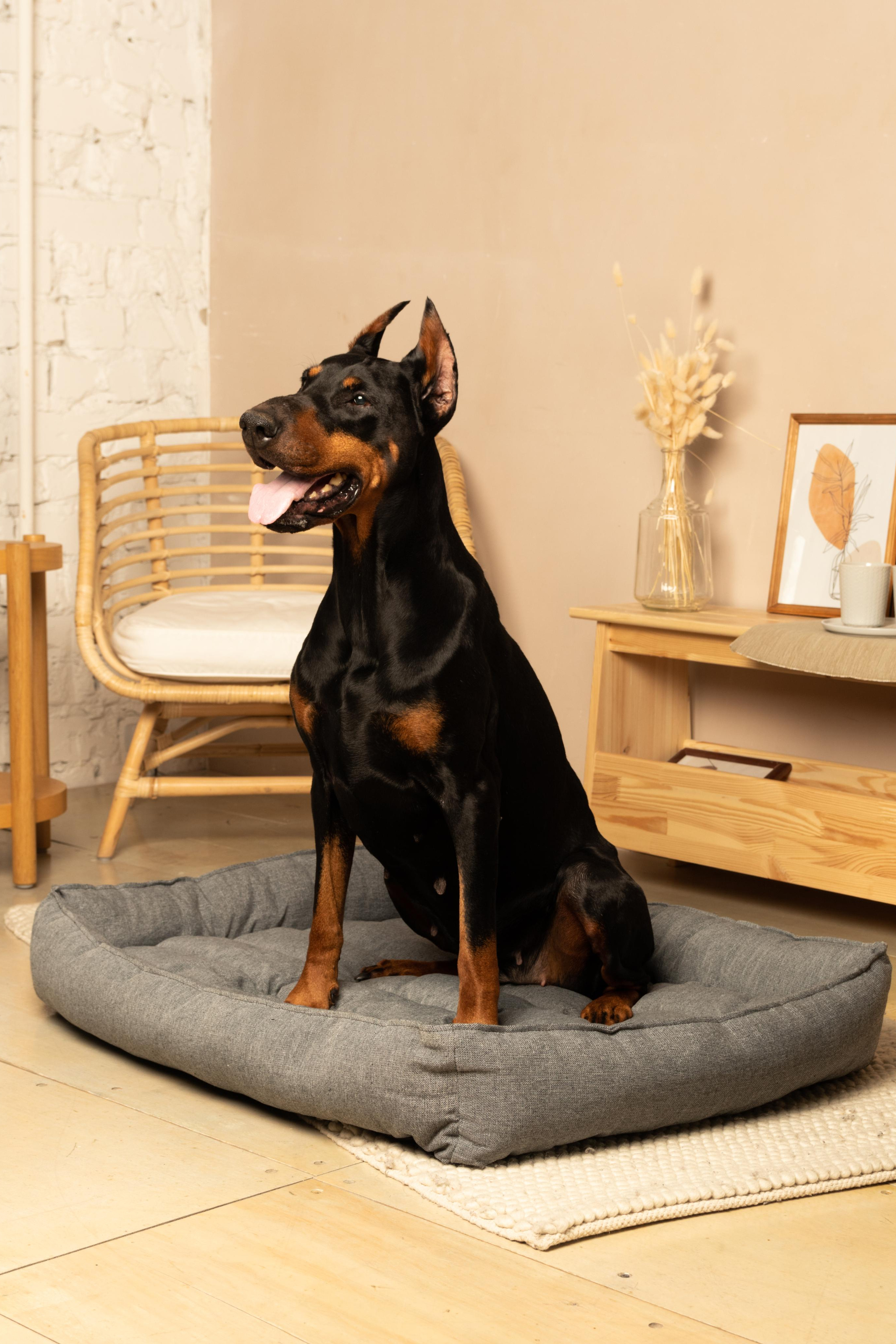 Модель Доберман для предметной съемки Н.Новгород | Sale Easy